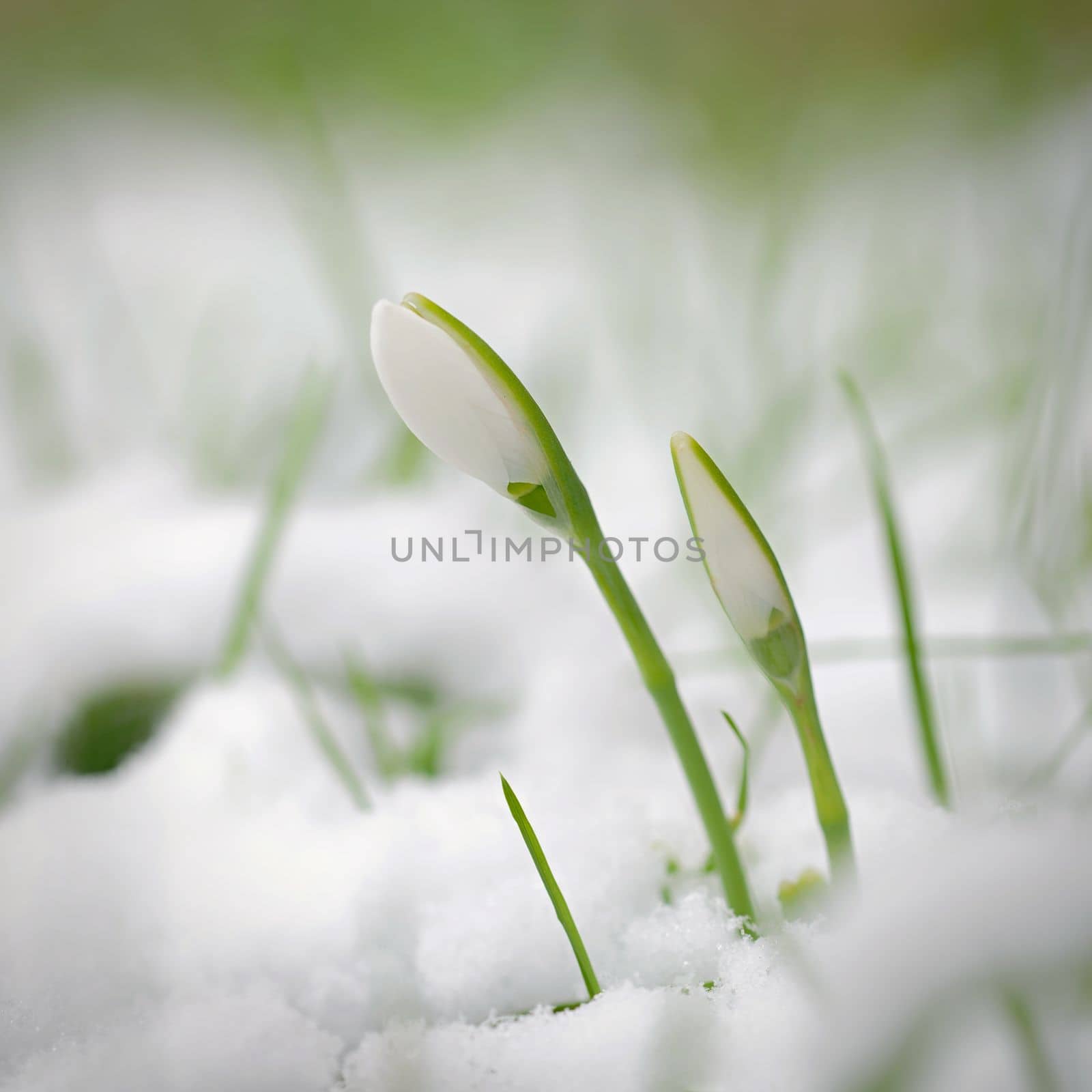 Spring background with flowers. The first spring flowers - snowdrops in the grass.  (Amaryllidaceae - Galanthus nivalis) by Montypeter