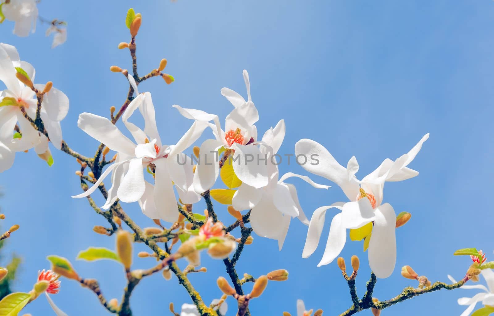 Three blossoming flowers of white magnolia on blue sky background on sunny day