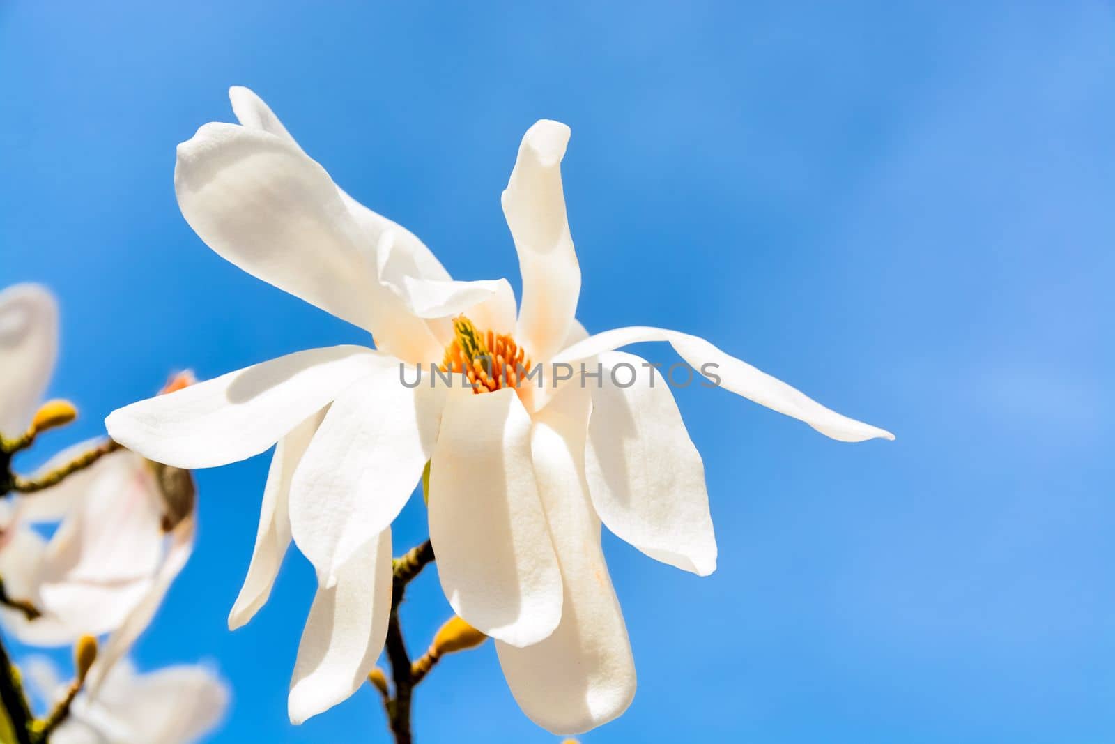 Blossoming white magnolia on blue sky background on sunny day.