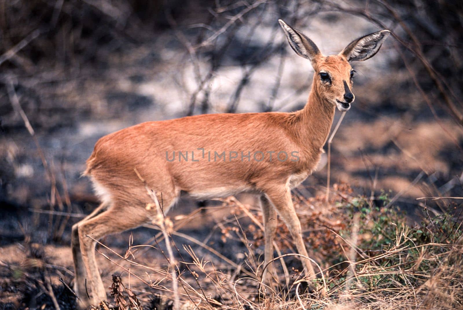 Steenbok (Raphicerus campestris), Kruger National Park, Mpumalanga, South Africa