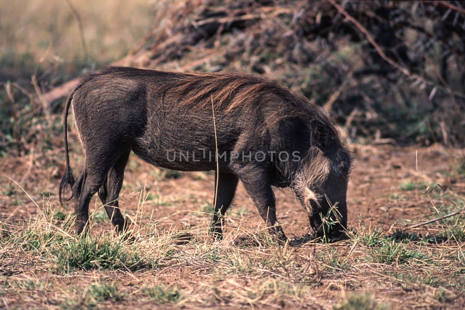 Warthog (Phacochoerus aethiopicus), Kruger National Park, Mpumalanga, South Africa
