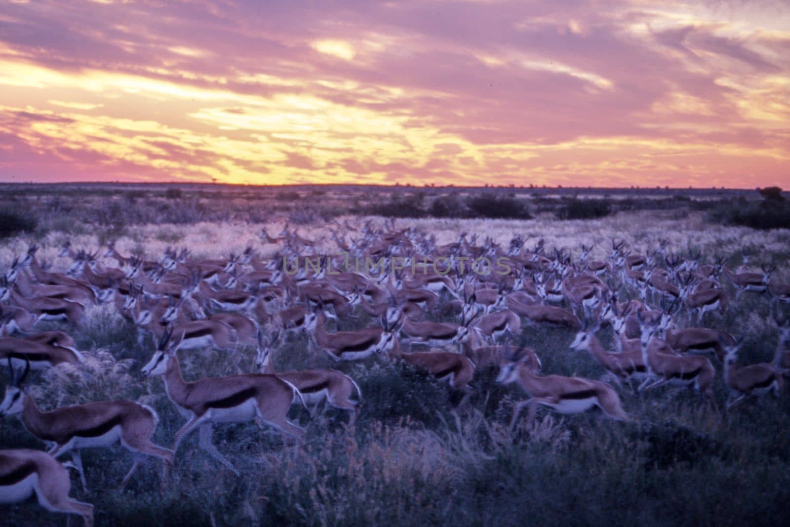 Springbok (Antidorcas marsupialis), Central Kalahari Game Reserve, Ghanzi, Botswana, Africa