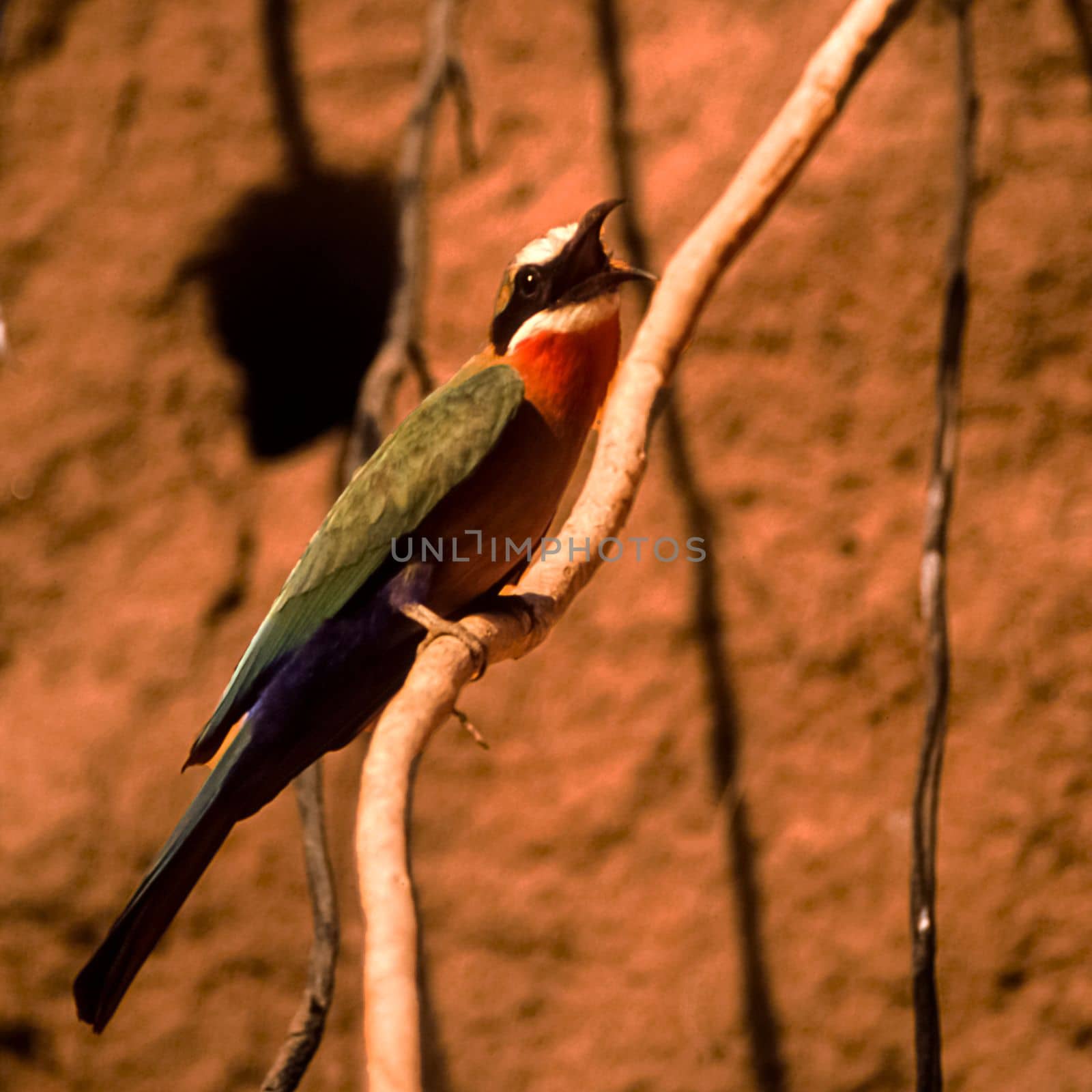 Whitefronted Bee-eater (Merops bullockoides), Selous Game Reserve, Morogoro, Tanzania, Africa