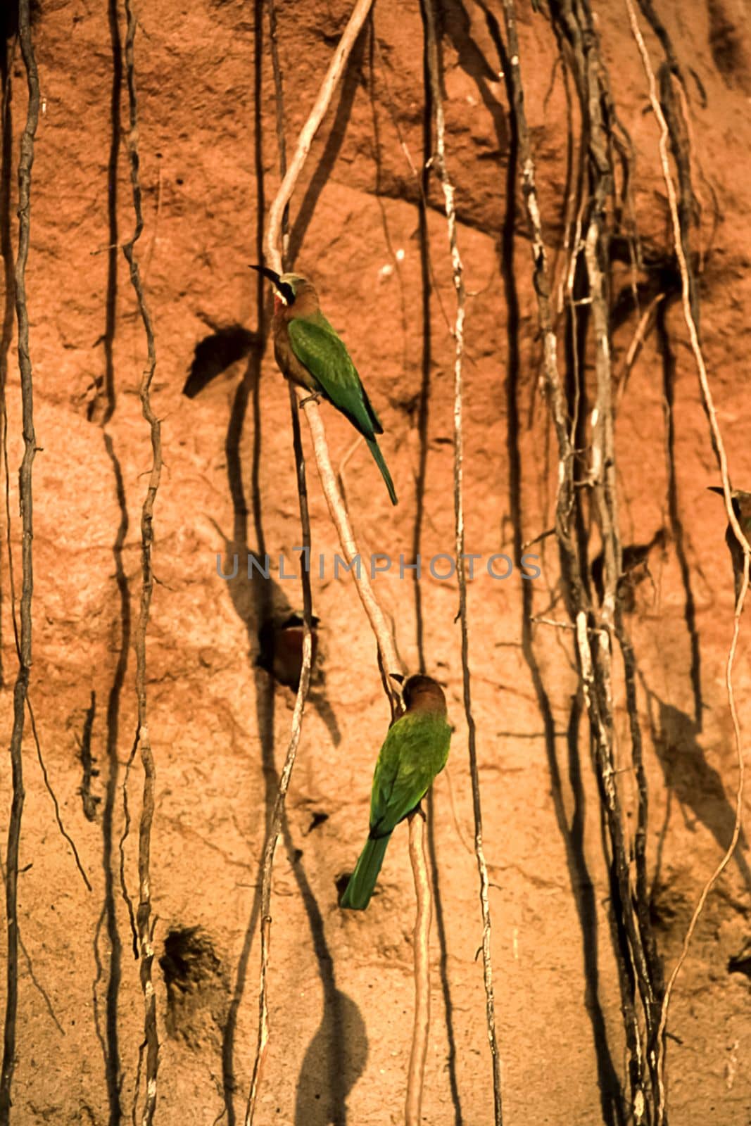 Whitefronted Bee-eater (Merops bullockoides), Selous Game Reserve, Morogoro, Tanzania, Africa