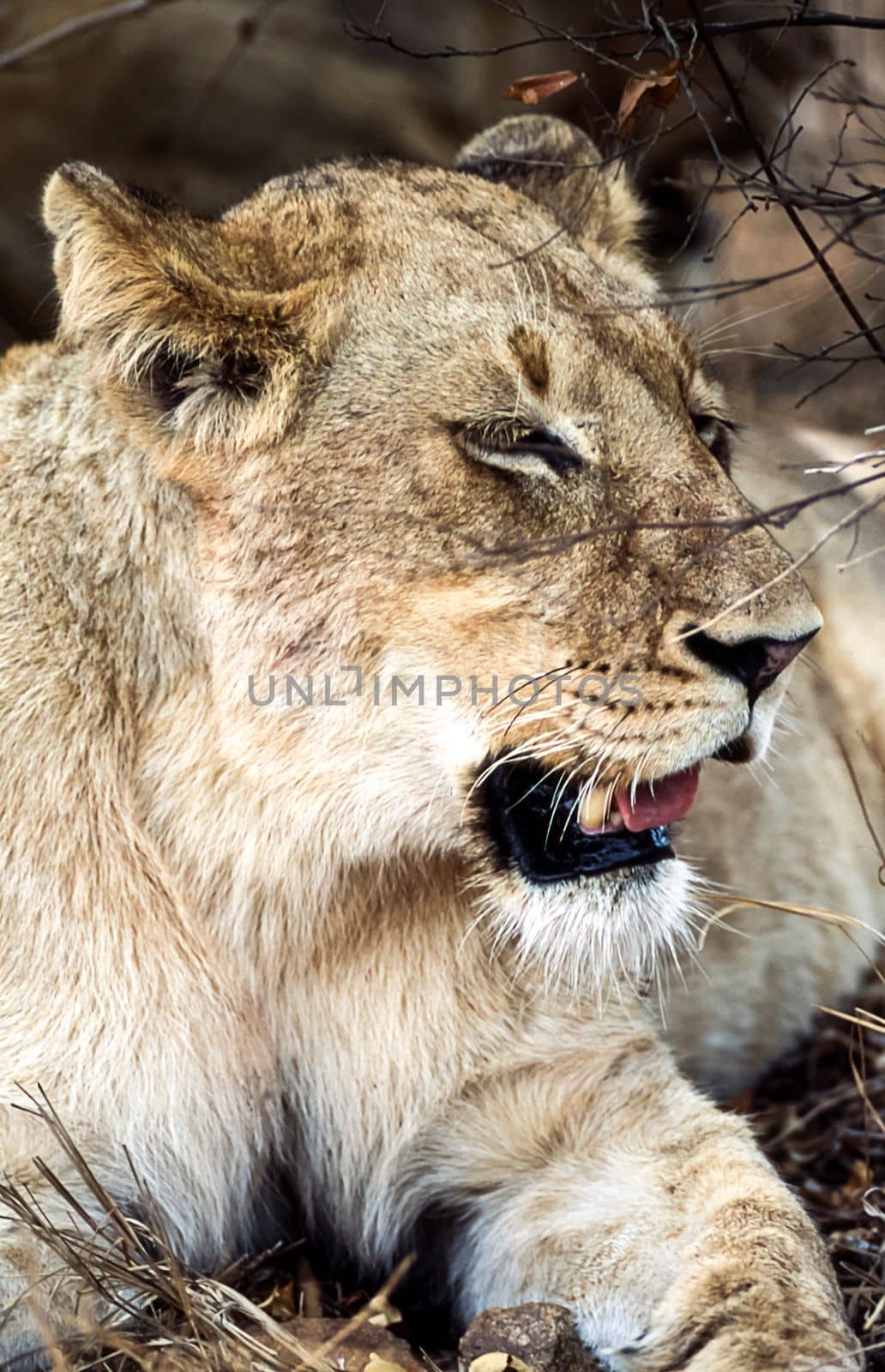 Lion, (Panthera leo), Kruger National Park, Mpumalanga, South Africa, Africa
