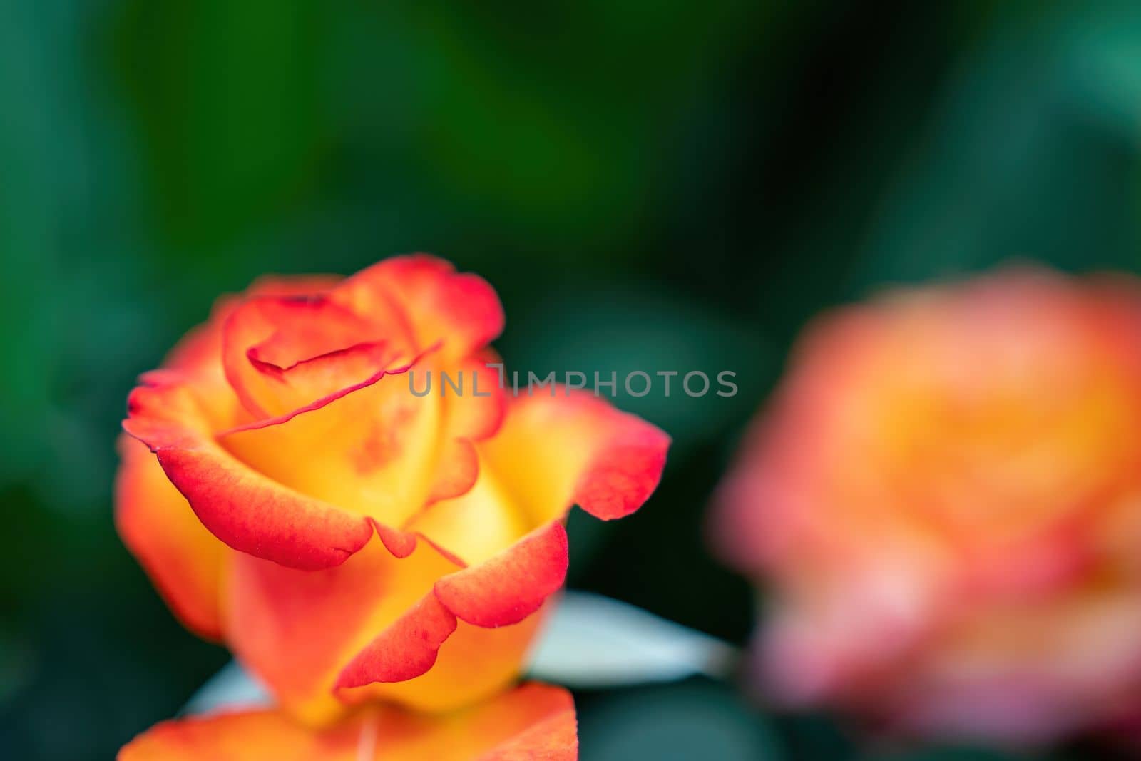 Beautiful Rose and Rosebuds in Rose Garden, Close Up, Selective Focus