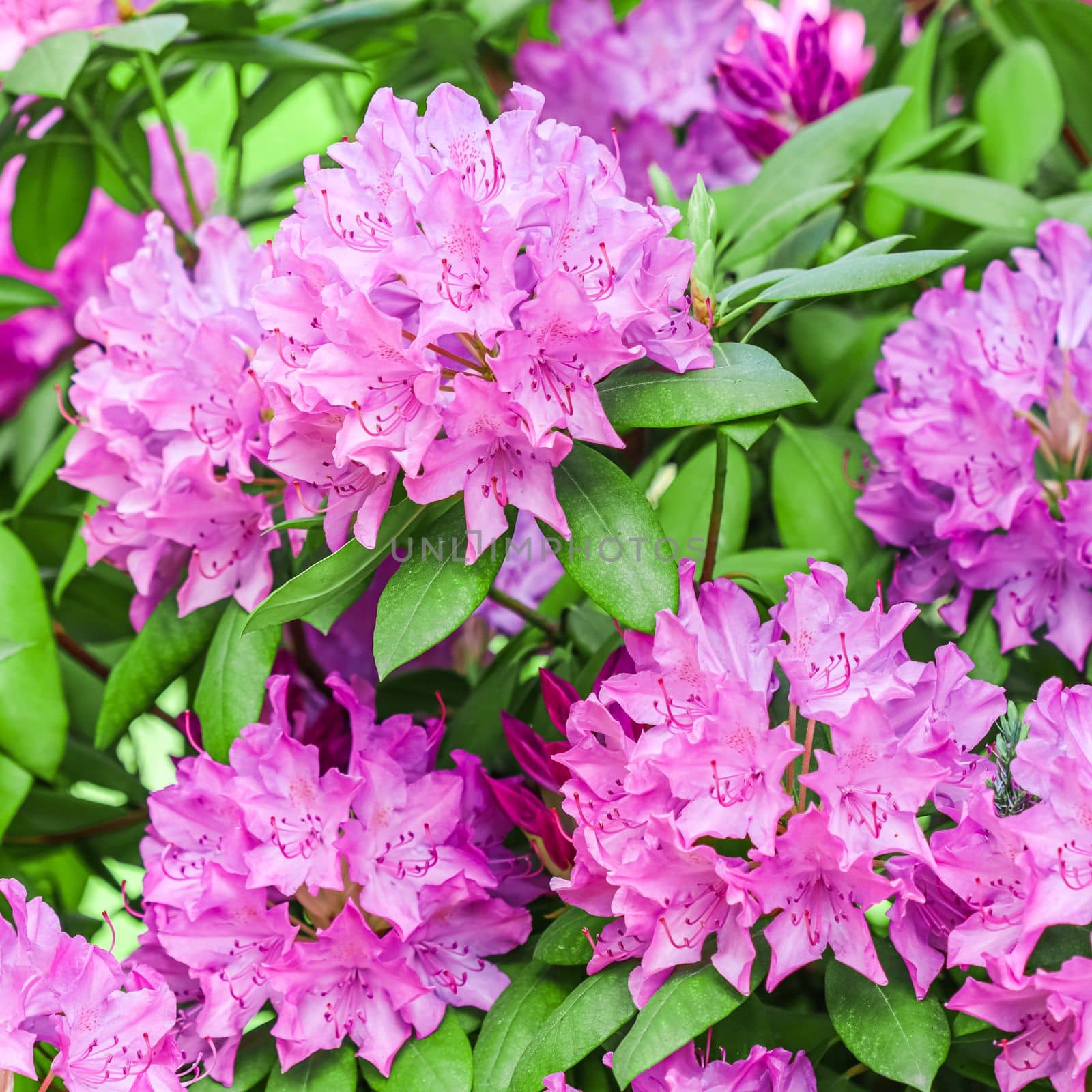 Blooming pink rhododendron flowers in spring on blurred background. Gardening concept. Flower backdrop