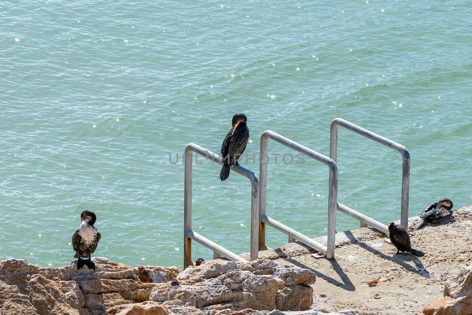 Cormorants at a remnant of the whaling station at Stony Point Nature Reserve in Bettys Bay.