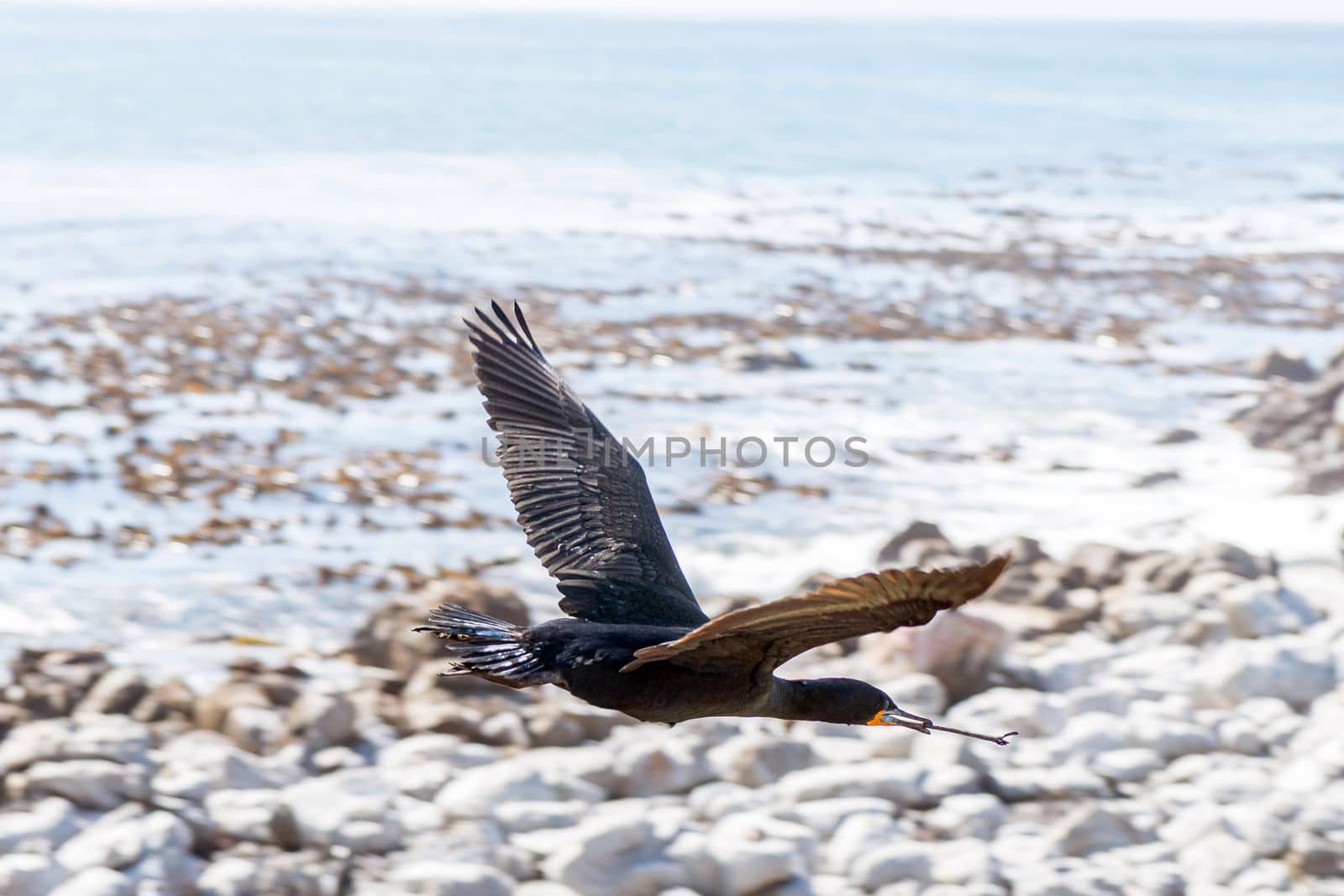 A Cape Cormorant, Phalacrocorax capensis, flying with nesting material in its beak at Stony Point Nature Reserve in Bettys Bay.