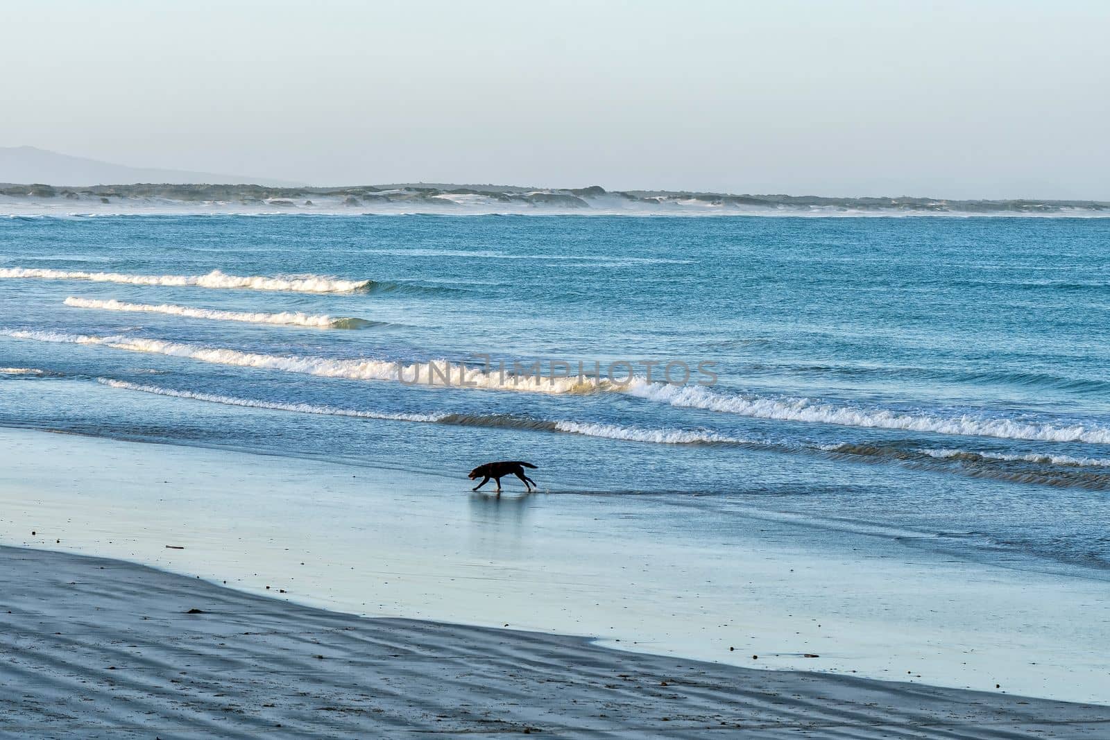 Dog running on the beach in Struisbaai at sunset by dpreezg