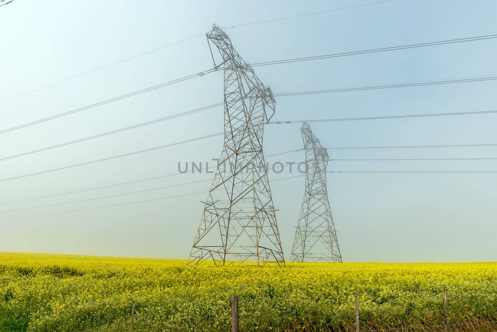 A power transmission route, in a yellow canola field in fog along Malanshoogte Road near Durbanville in the Western Cape Province. Two delta type pylons are visible