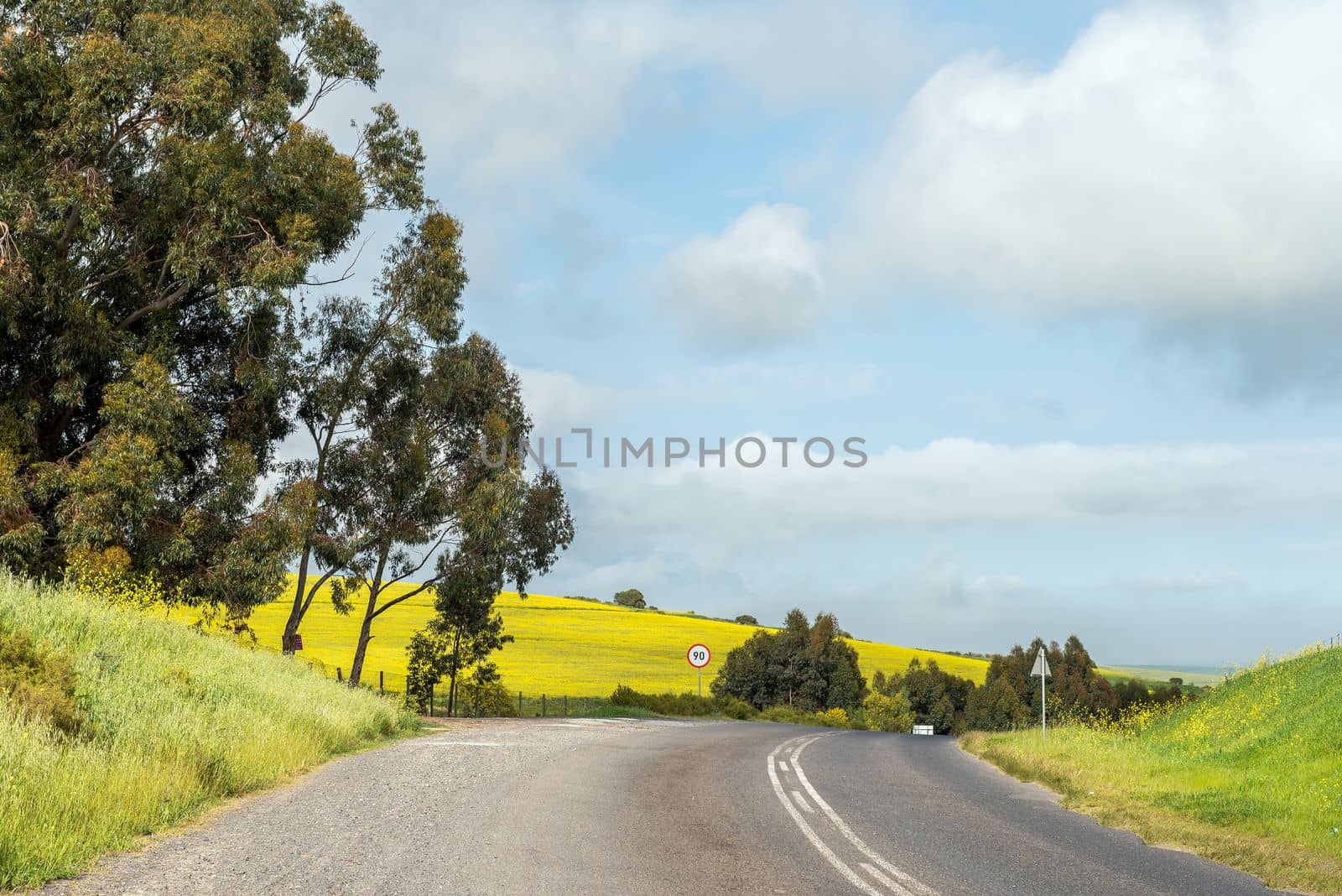 Yellow canola fields next to Malanshoogte Road near Durbanville in the Western Cape Province