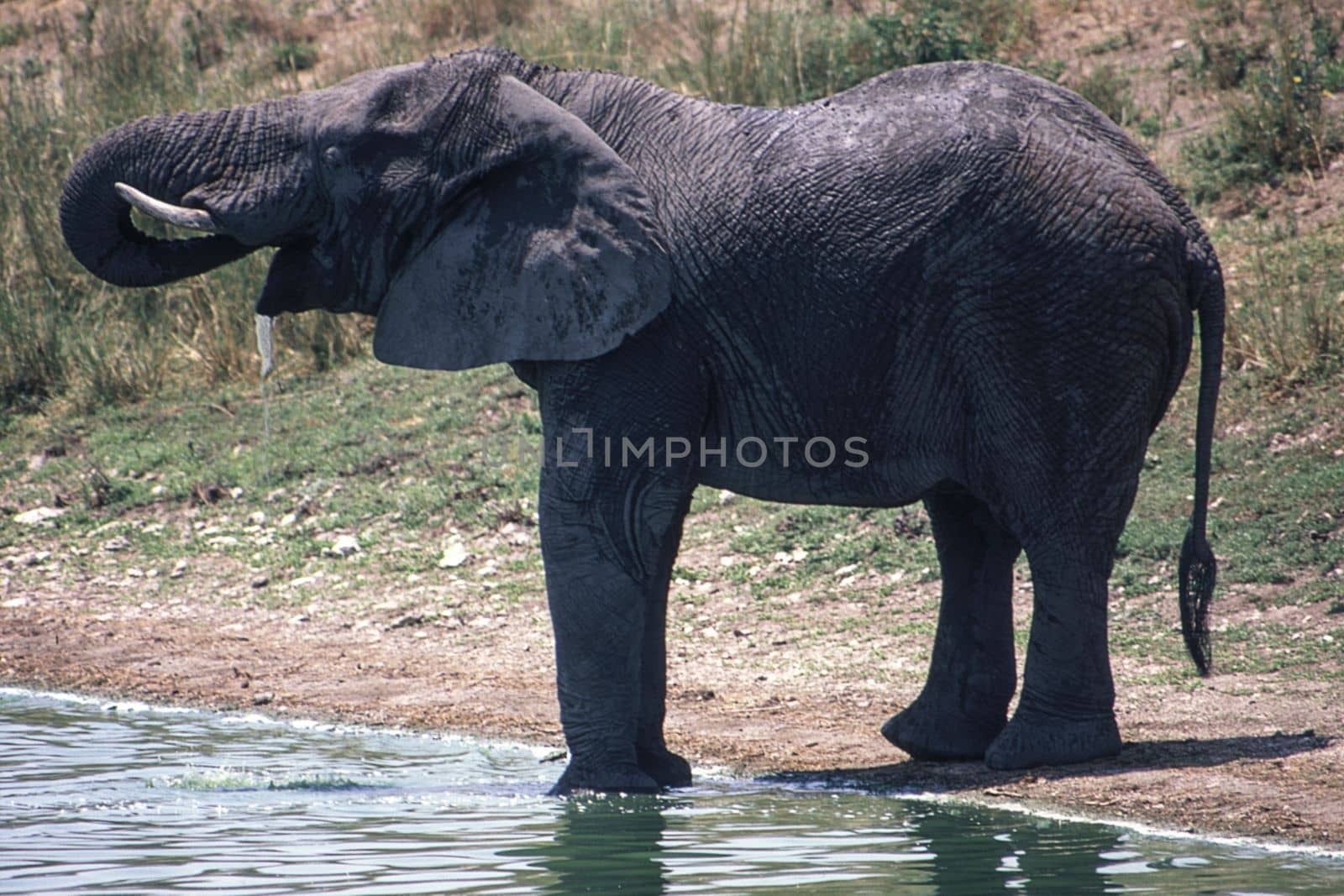 Elephant (Loxodonta africana), Kruger National Park, Mpumalanga, South Africa