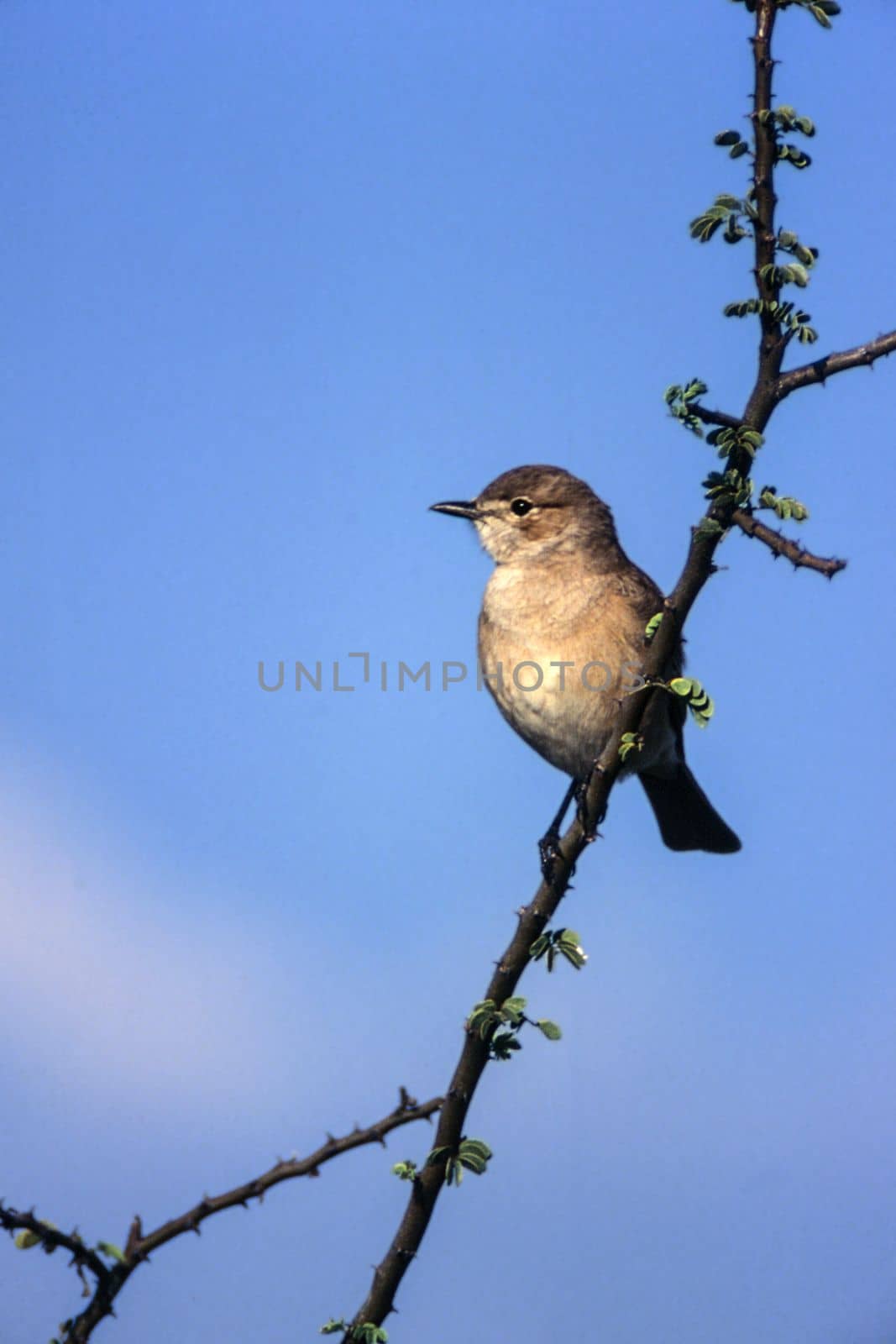 Willow Warbler (Phylloscopus trochilus), Central Kalahari Game Reserve, Ghanzi, Botswana, Africa