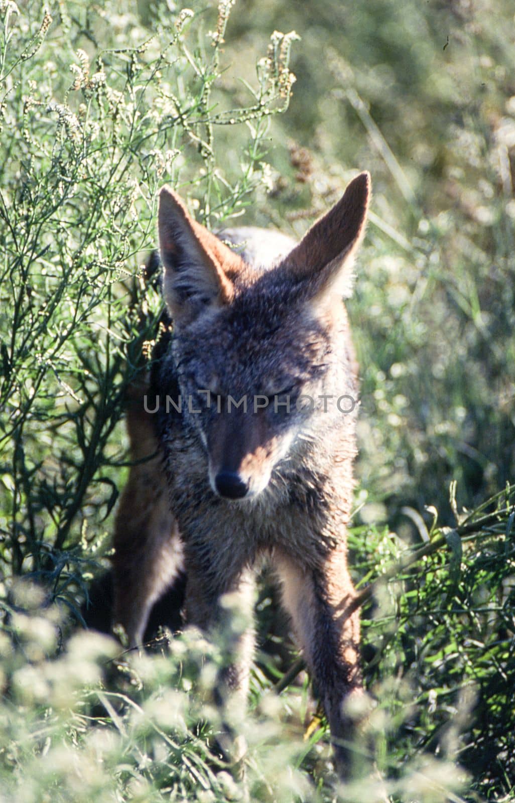 Black Backed Jakal (Canis mesomelas), Central Kalahari Game Reserve, Ghanzi, Botswana, Africa