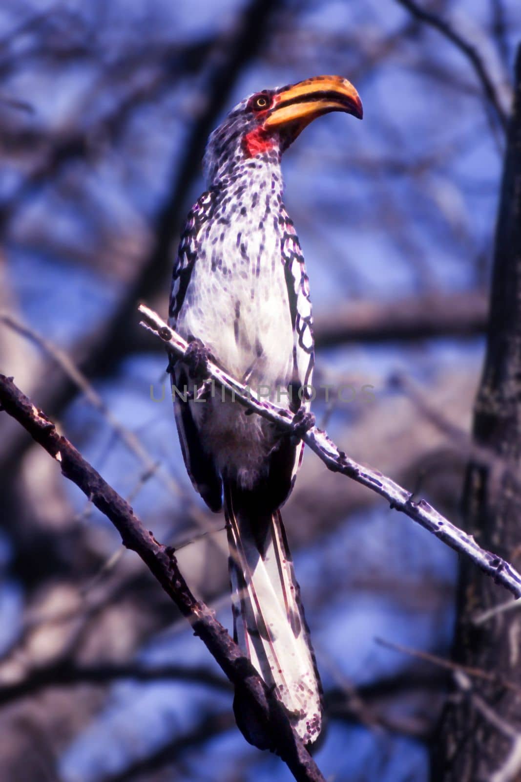 Southern Yellowbilled Hornbill (Tockus flavirostris), Central Kalahari Game Reserve, Ghanzi, Botswana, Africa