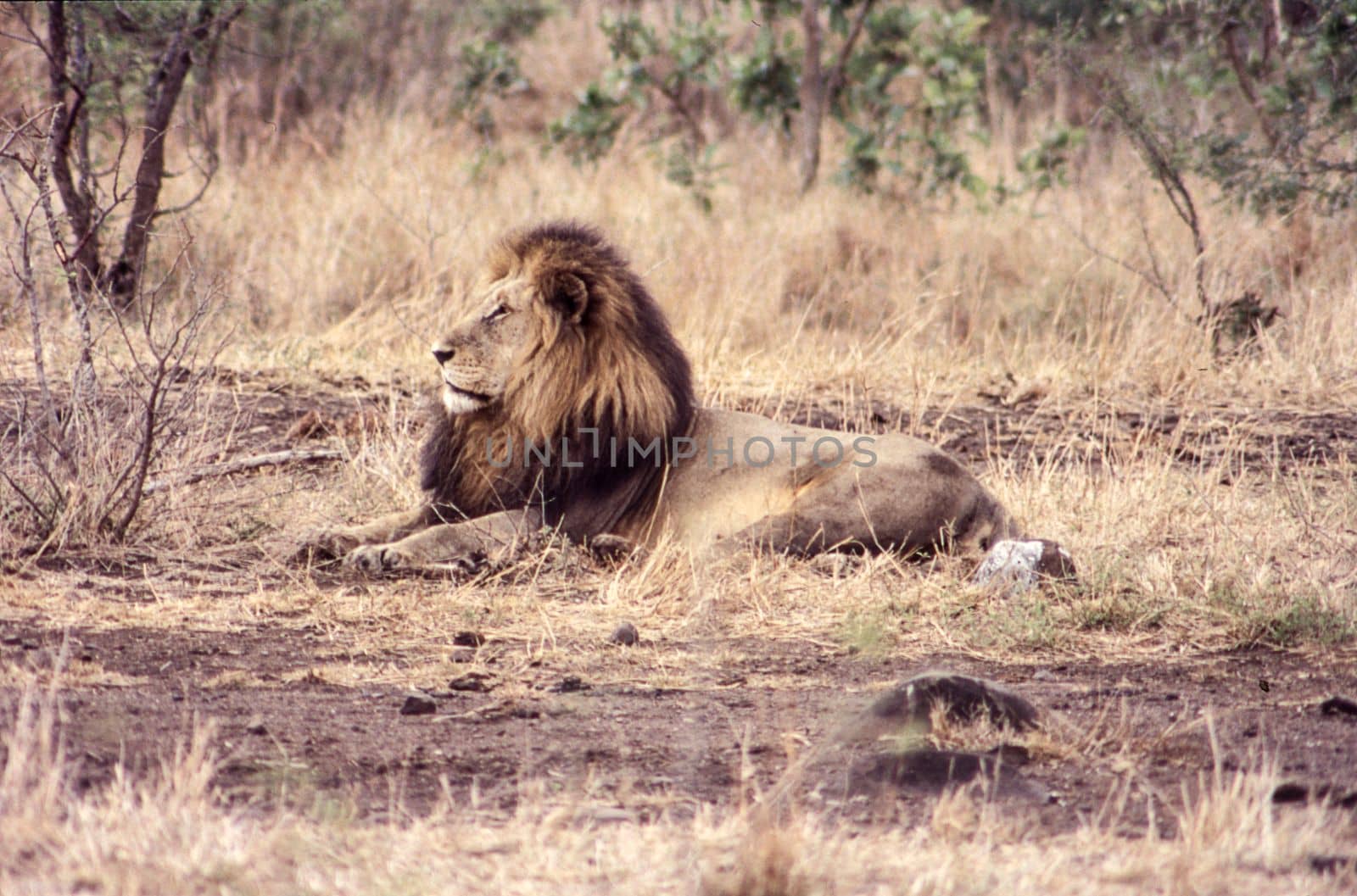 Lion (Panthera leo), Kruger National Park, Mpumalanga, South Africa