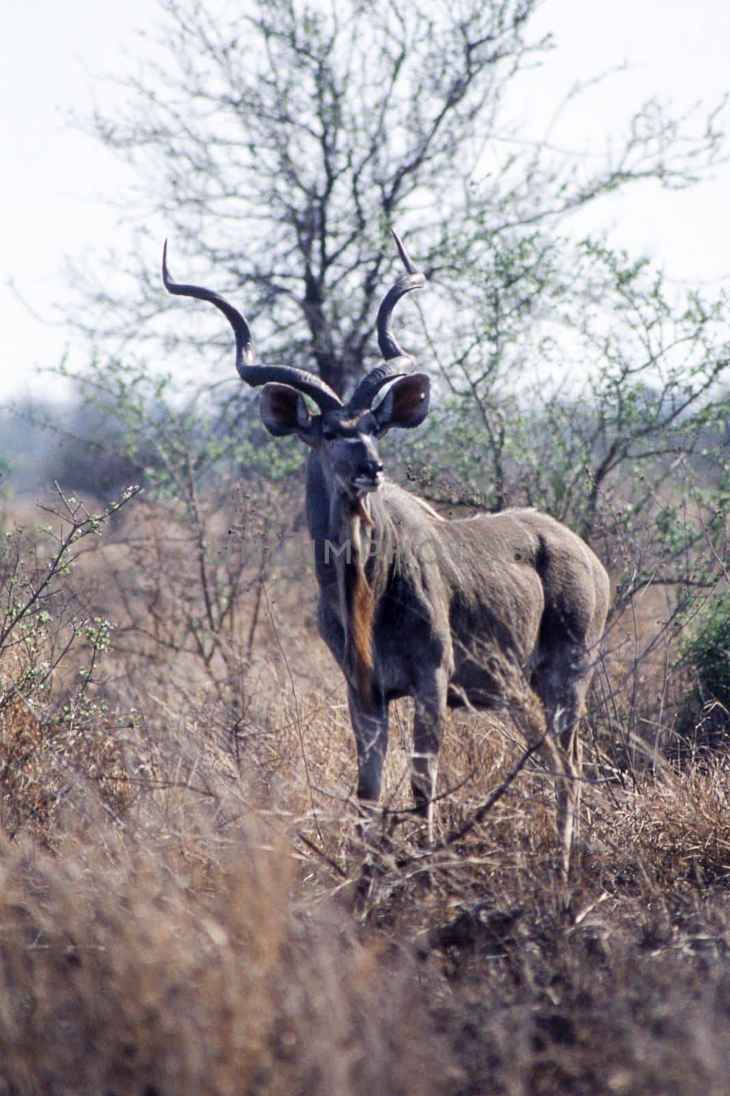 Kudu (Tragelaphus strepsiceros), Kruger National Park, Mpumalanga, South Africa