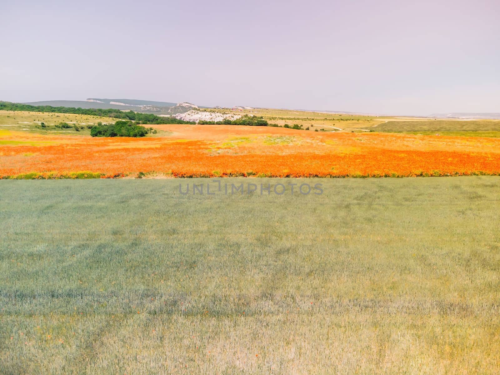 Green wheat field in countryside, close up. Field of wheat blowing in the wind at sunny spring day. Young and green Spikelets. Ears of barley crop in nature. Agronomy, industry and food production