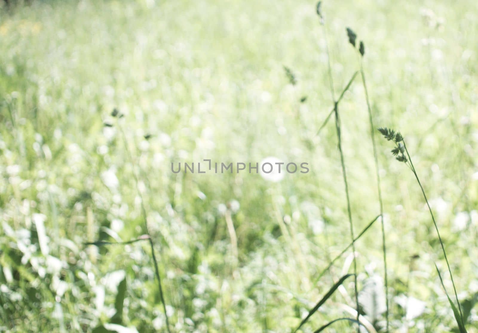 flowering ears of weeds. natural lawn in the bright sun. natural summer background with green grass