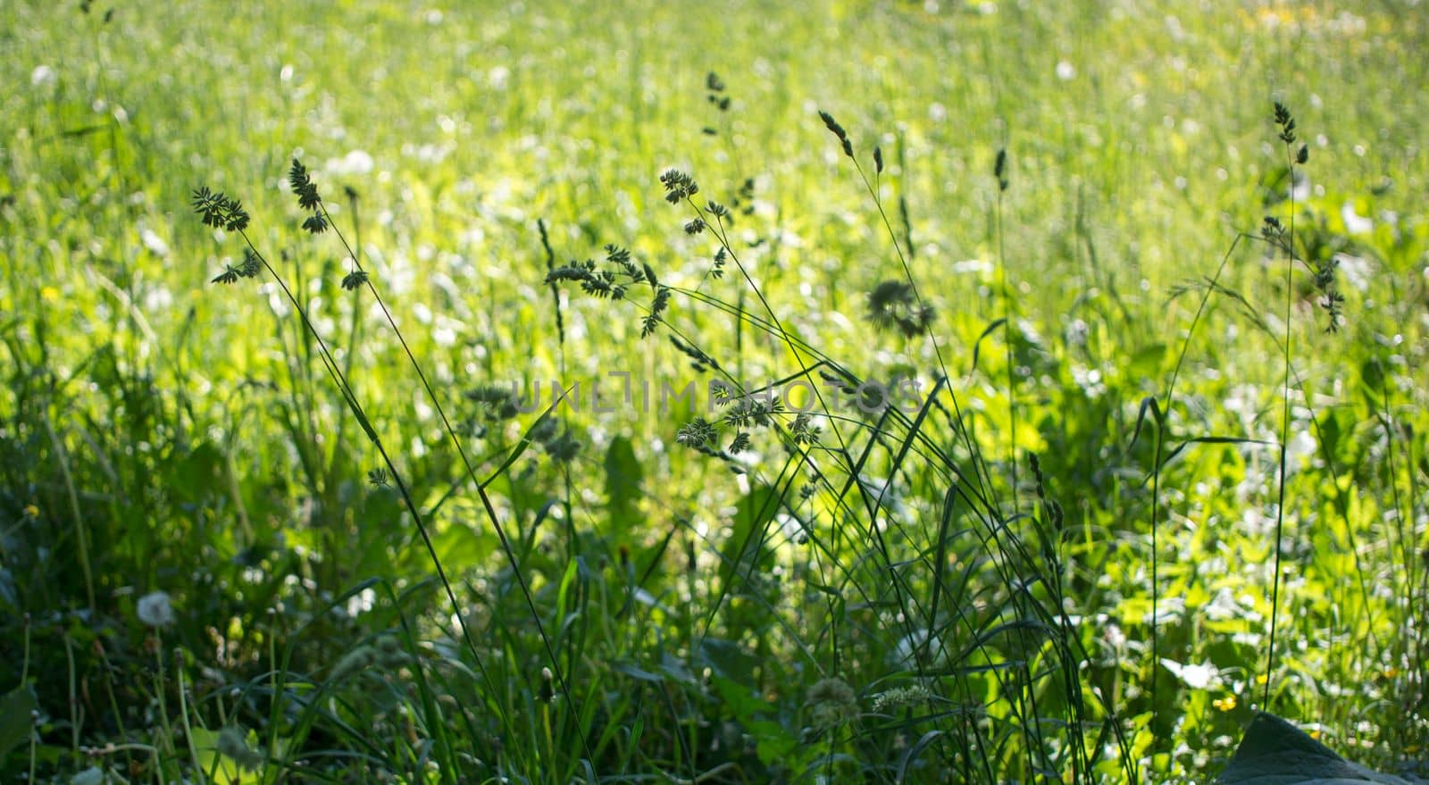 flowering ears of weeds. natural lawn in the bright sun. natural summer background with green grass