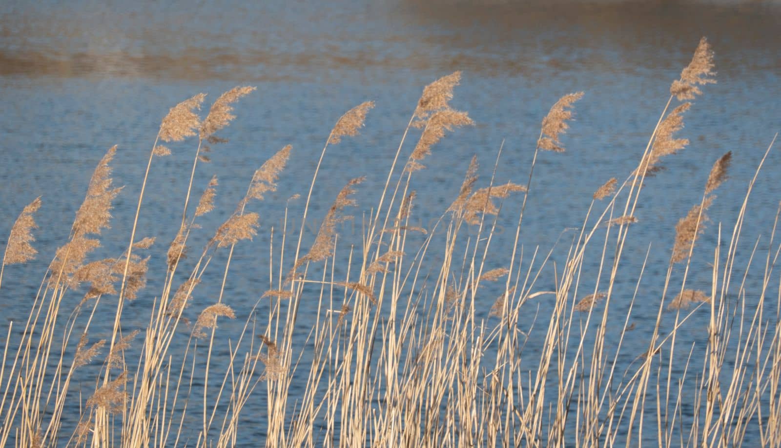 dramatic sunrise over the calm river in spring with bent grass against sun. Daugava, Latvia by kajasja