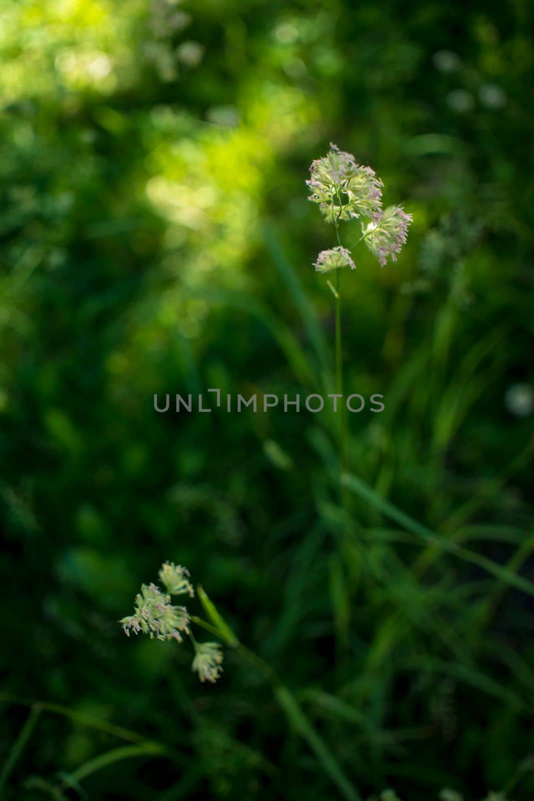 flowering ears of weeds. natural lawn in the bright sun. natural summer background with green grass