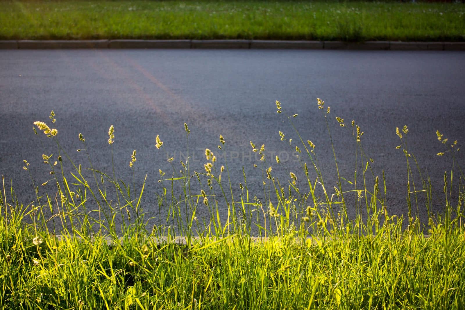 flowering ears of weeds. natural lawn in the bright sun. natural summer background with green grass