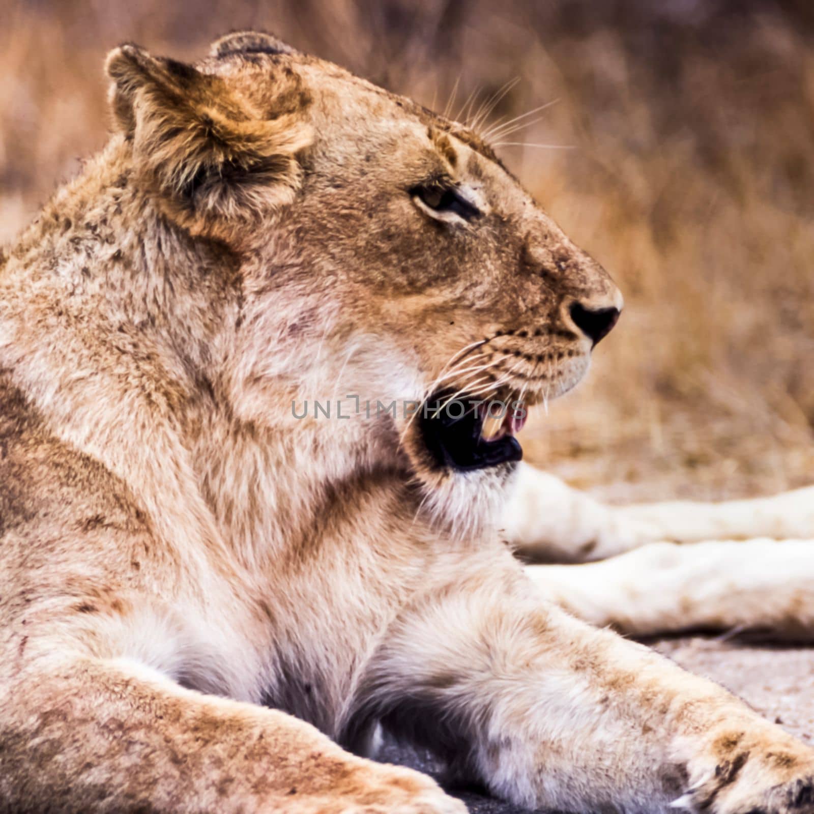 Lion, (Panthera leo), Kruger National Park, Mpumalanga, South Africa, Africa
