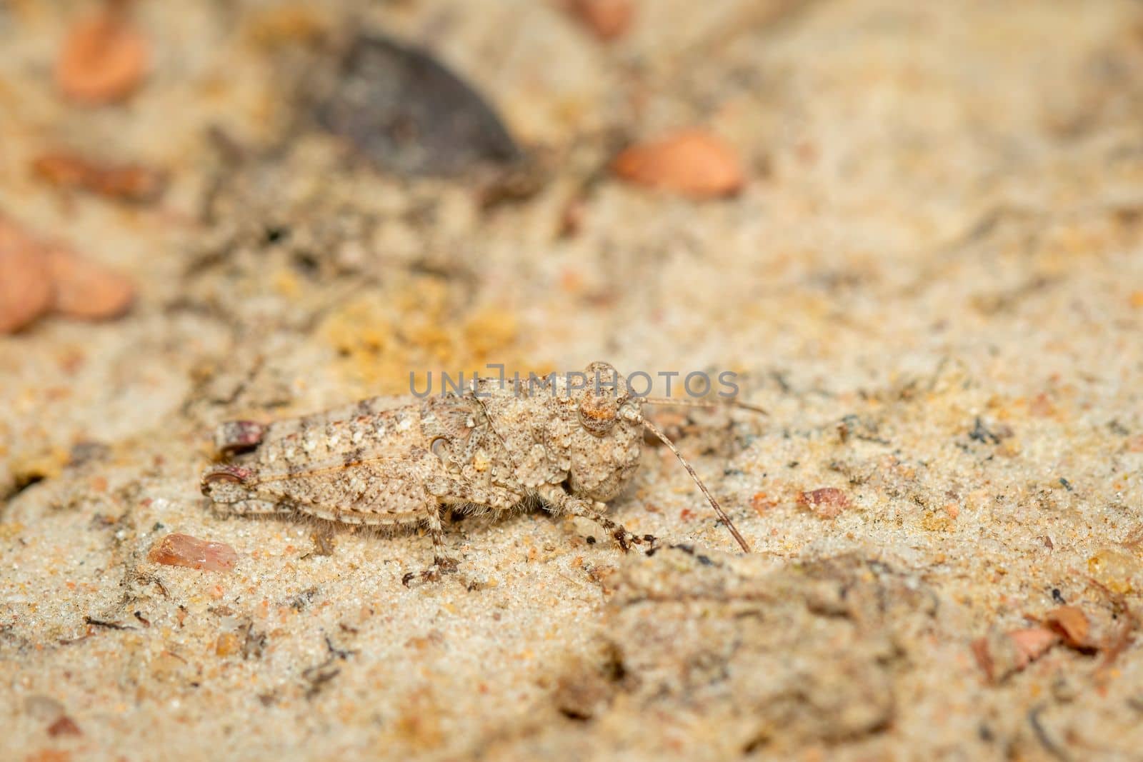 Image of a small brown cricket on the ground. Insect. Animal.  by yod67