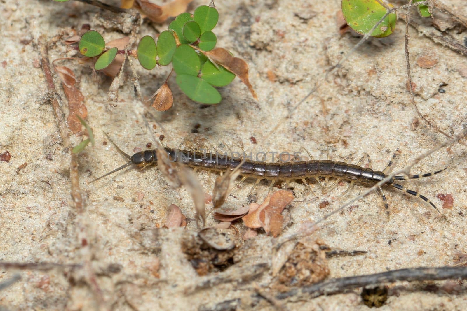 Image of a small centipede on the ground. Insect. Animal.  by yod67