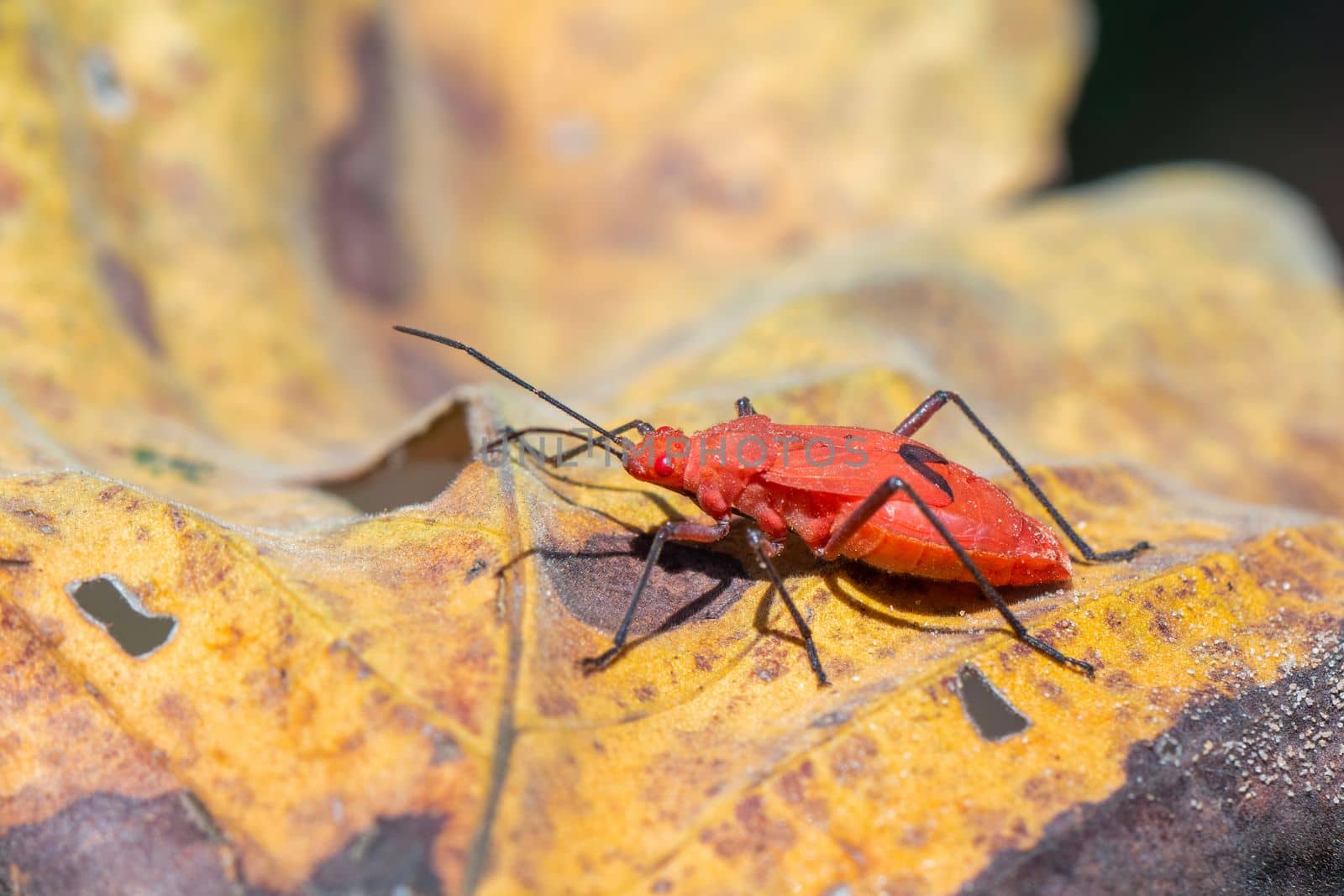 Image of Red cotton bug (Dysdercus cingulatus) on the leaf on a natural background. Insect. Animal. Pyrrhocoridae.