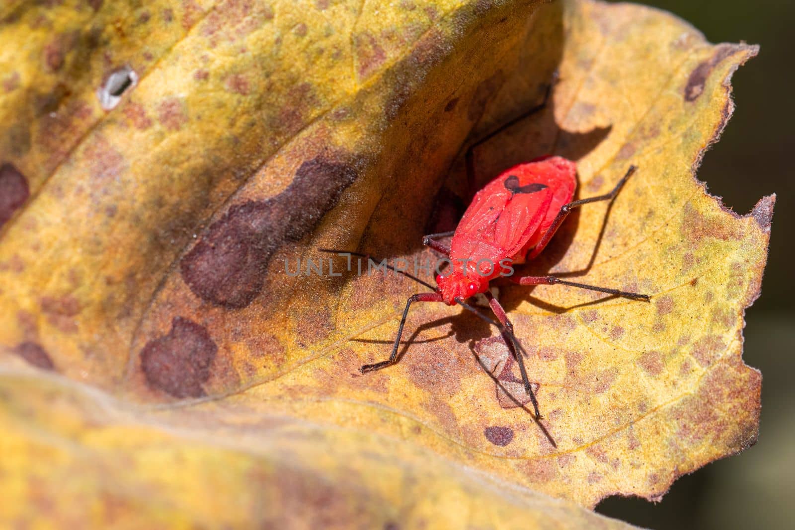 Image of Red cotton bug (Dysdercus cingulatus) on the leaf on a natural background. Insect. Animal. Pyrrhocoridae.