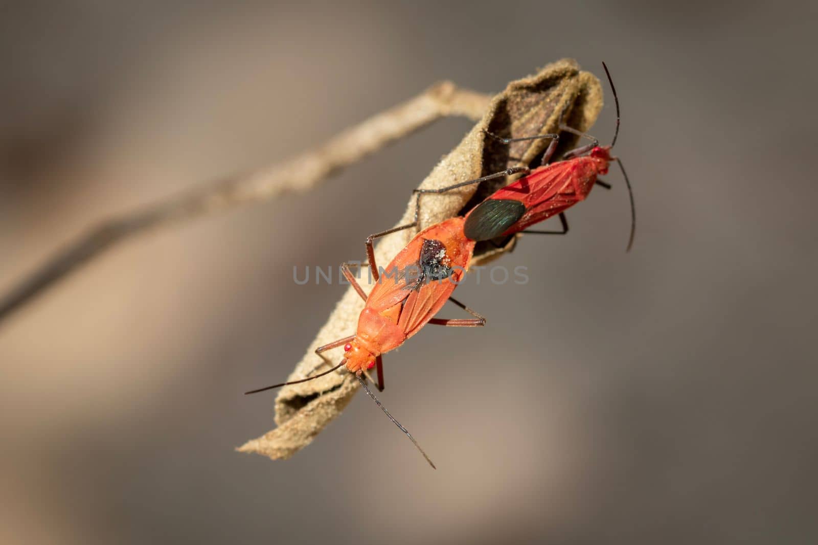 Image of Red cotton bug (Dysdercus cingulatus) on the leaf on a natural background. Insect. Animal. Pyrrhocoridae.