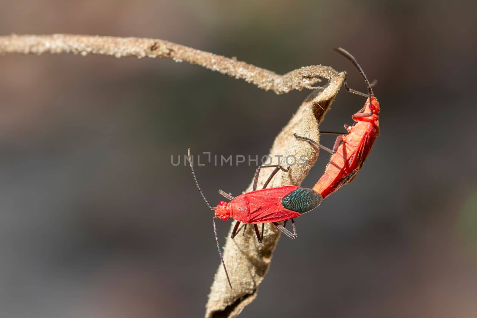 Image of Red cotton bug (Dysdercus cingulatus) on the leaf on a natural background. Insect. Animal. Pyrrhocoridae. by yod67