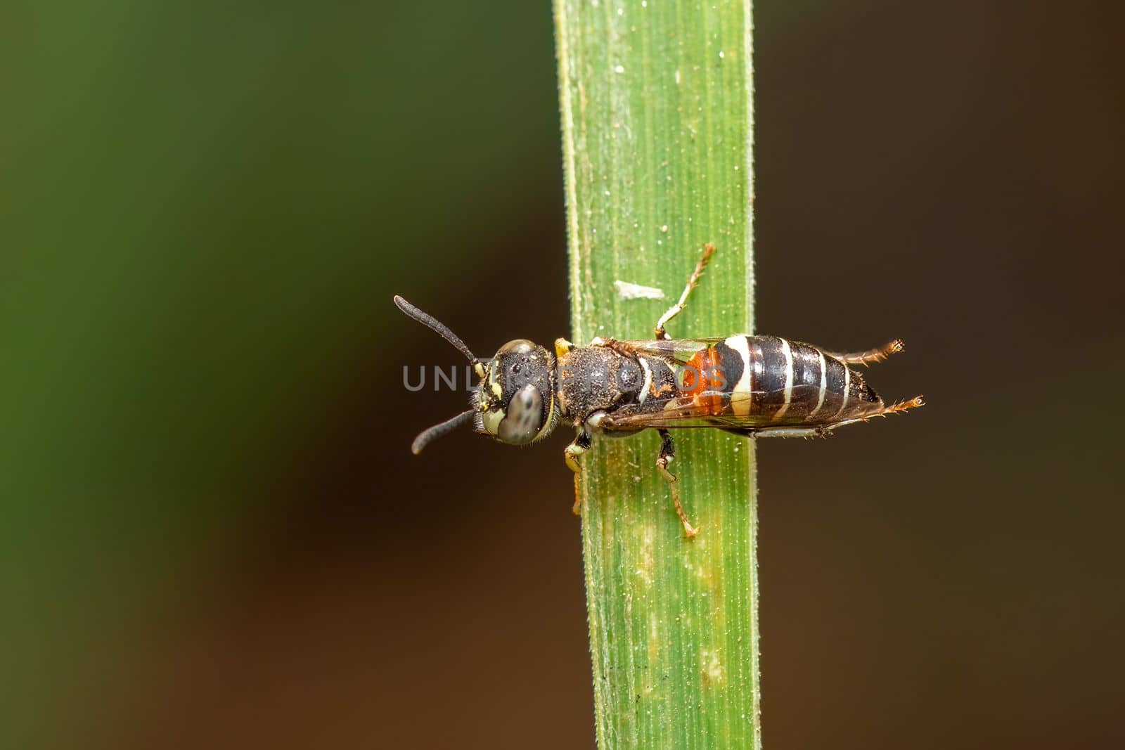 Image of little bee or dwarf bee(Apis florea) on the green leaf on a natural background. Insect. Animal.