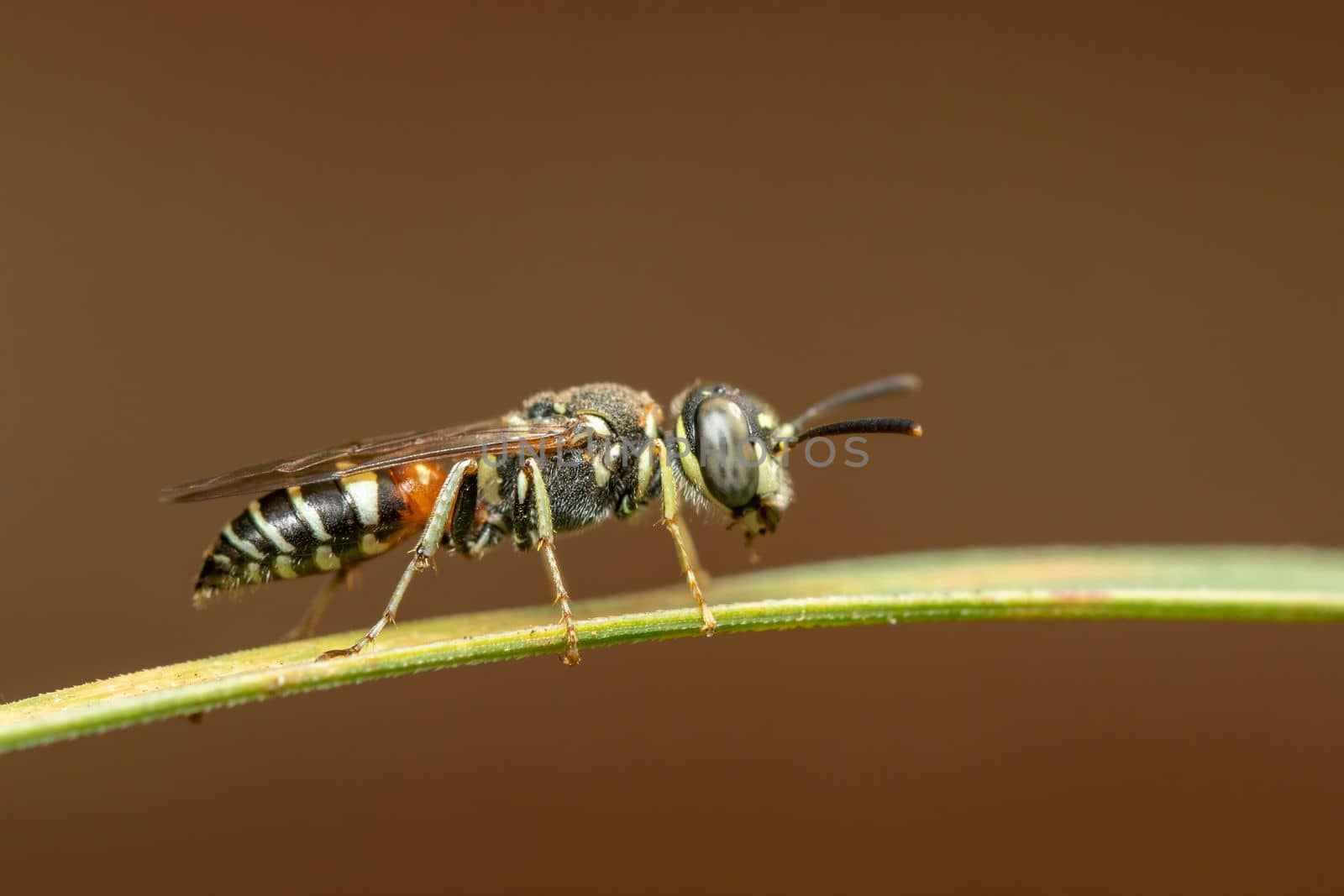 Image of little bee or dwarf bee(Apis florea) on the green leaf on a natural background. Insect. Animal.