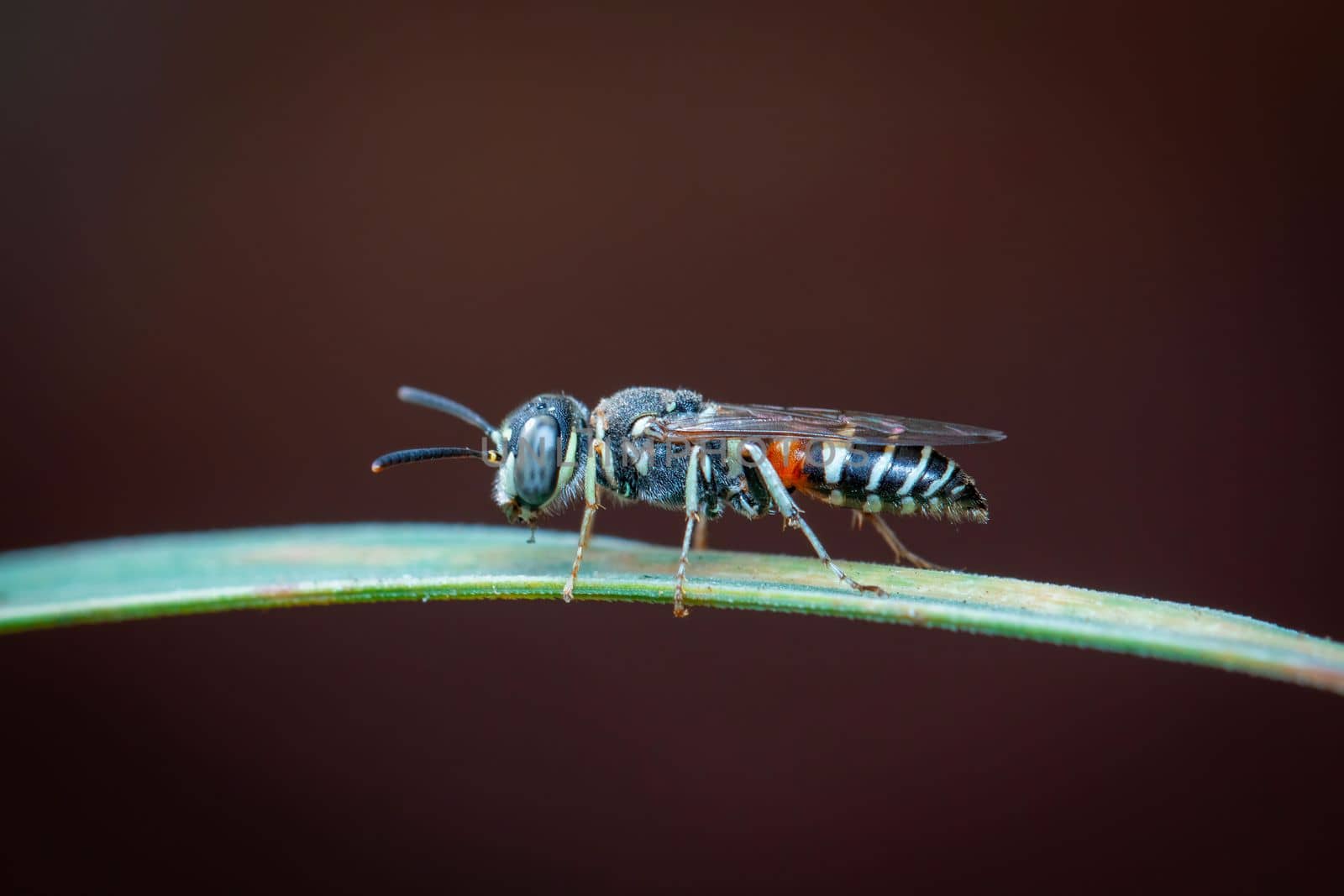 Image of little bee or dwarf bee(Apis florea) on the green leaf on a natural background. Insect. Animal. by yod67