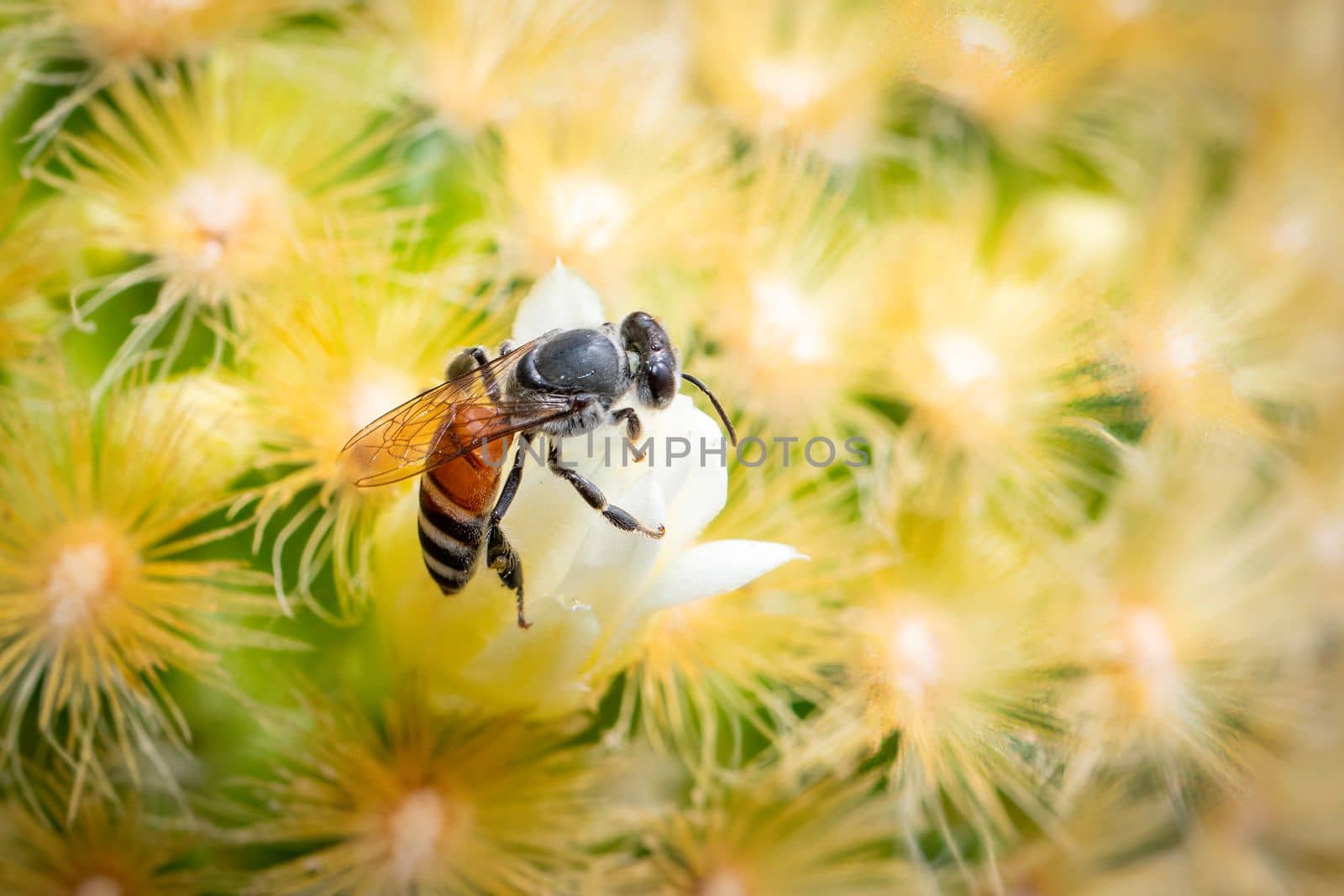Image of little bee or dwarf bee(apis florea) on white flower collects nectar. Insect. Animal. by yod67