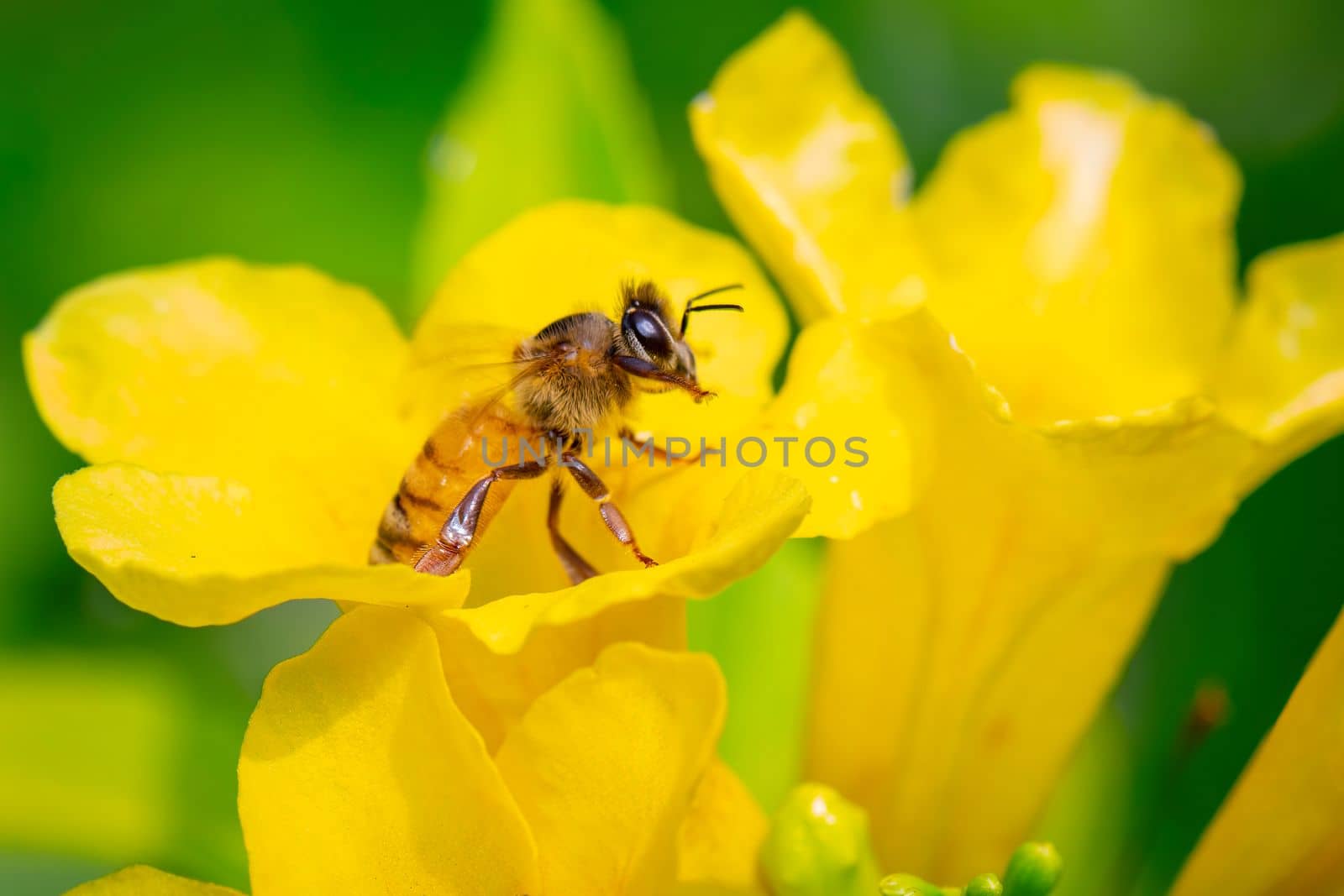 Image of bee or honeybee on yellow flower collects nectar. Golden honeybee on flower pollen. Insect. Animal