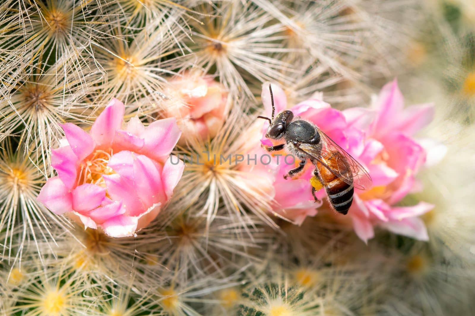 Image of little bee or dwarf bee(apis florea) on pink flower collects nectar. Insect. Animal.
