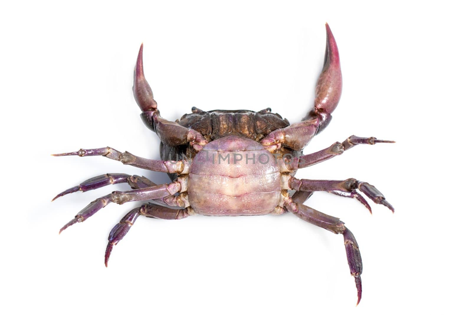 Image of crab (Field crab) isolated on white background. Food. Animal. by yod67
