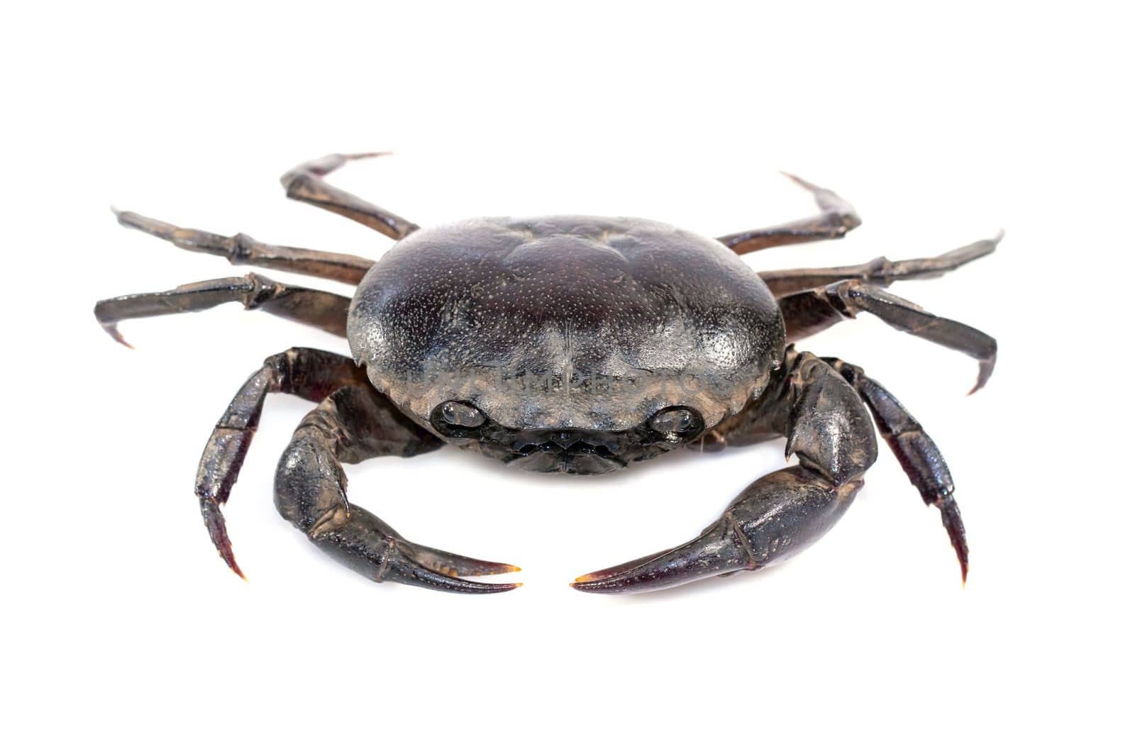 Image of crab (Field crab) isolated on white background. Food. Animal. by yod67