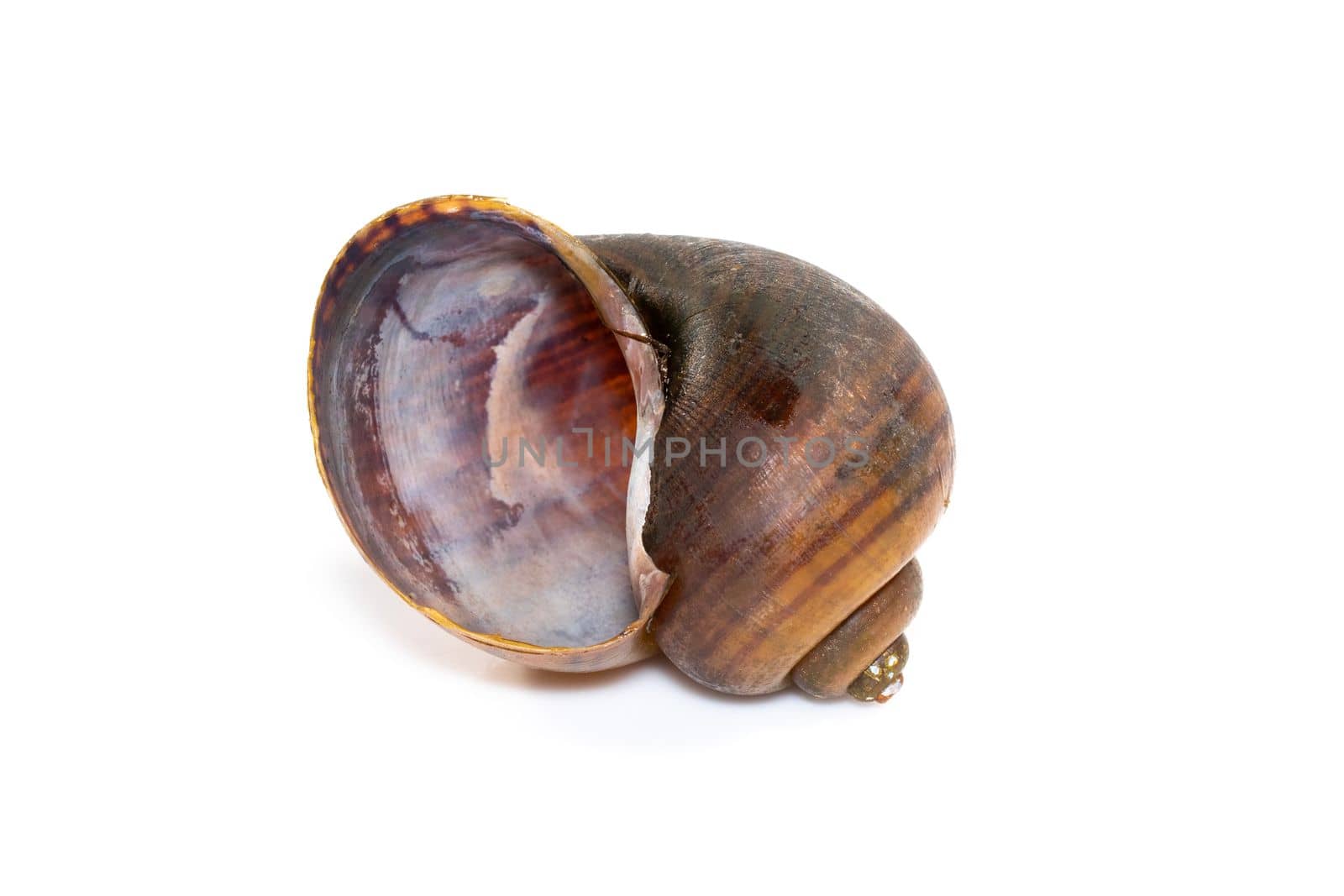 Image of apple snail (Pila ampullacea) isolated on white background. Animal.