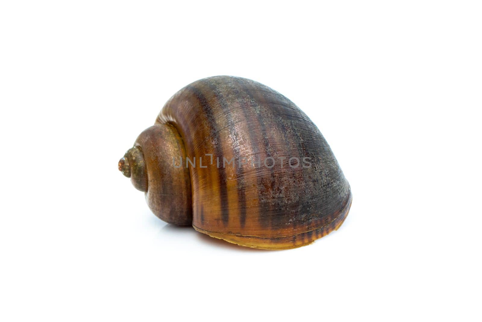 Image of apple snail (Pila ampullacea) isolated on white background. Animal. by yod67