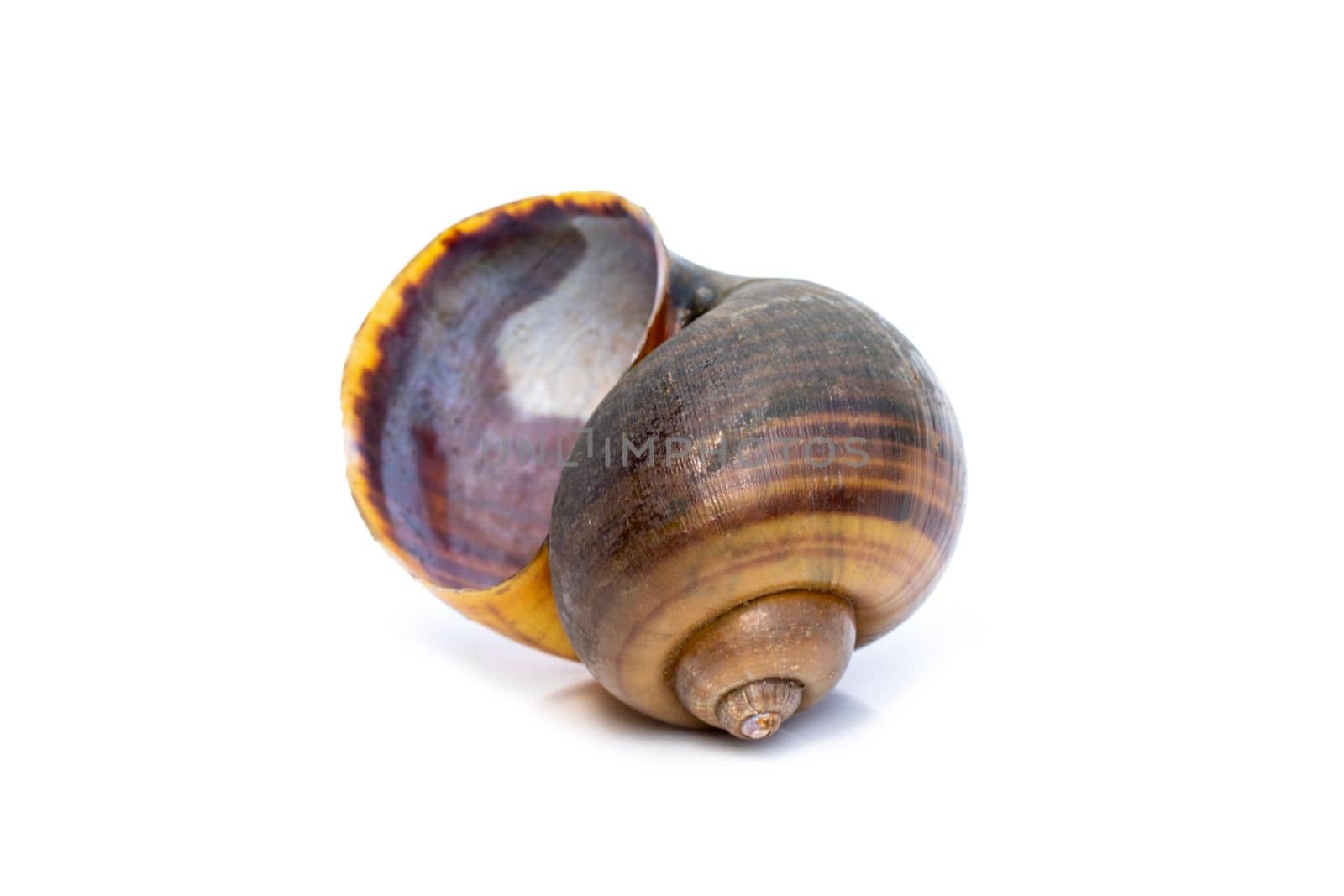 Image of apple snail (Pila ampullacea) isolated on white background. Animal.