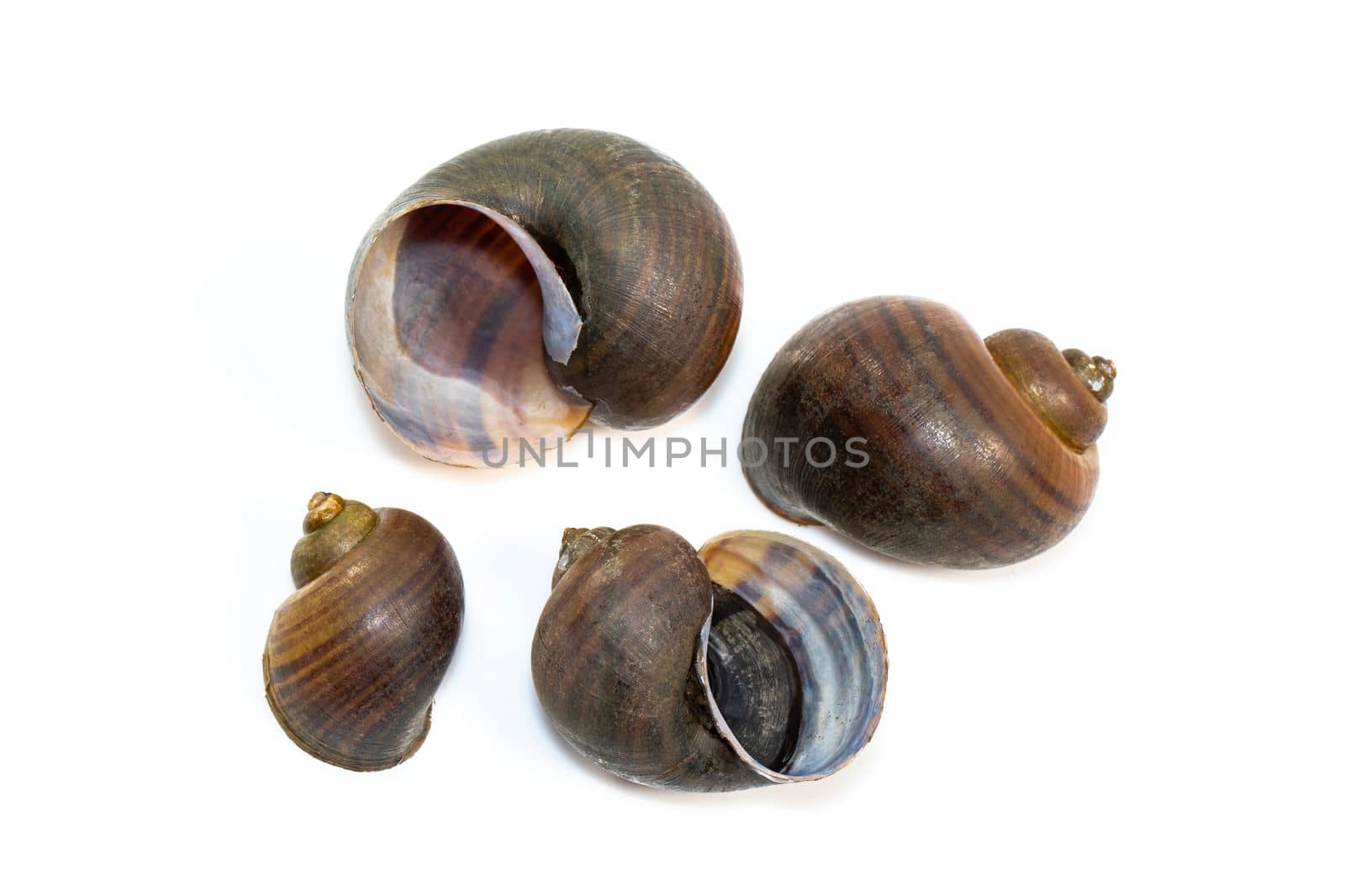Group of apple snail (Pila ampullacea) isolated on white background. Animal.