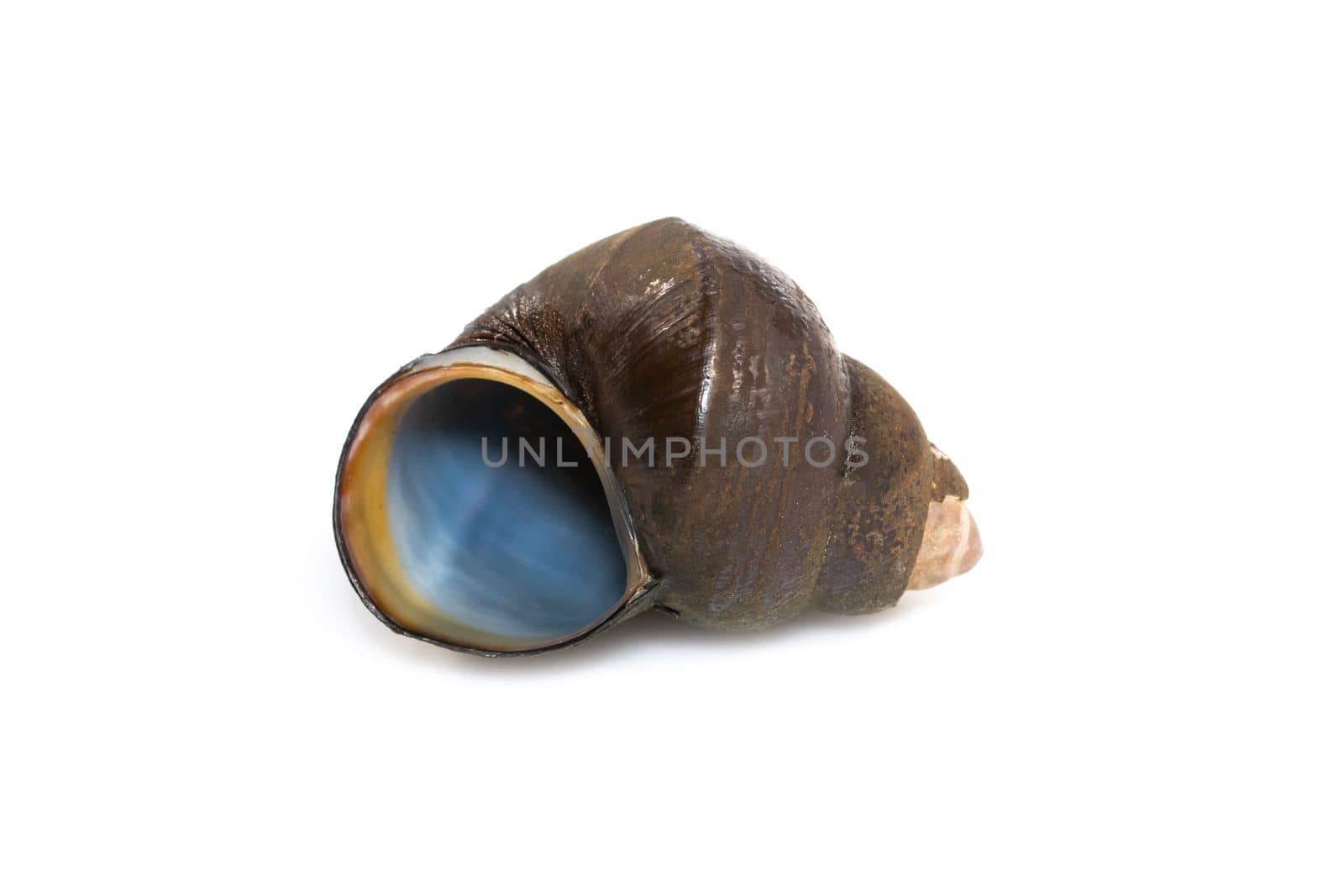 Image of river snail (Filopaludina martensi) isolated on white background. Animal.