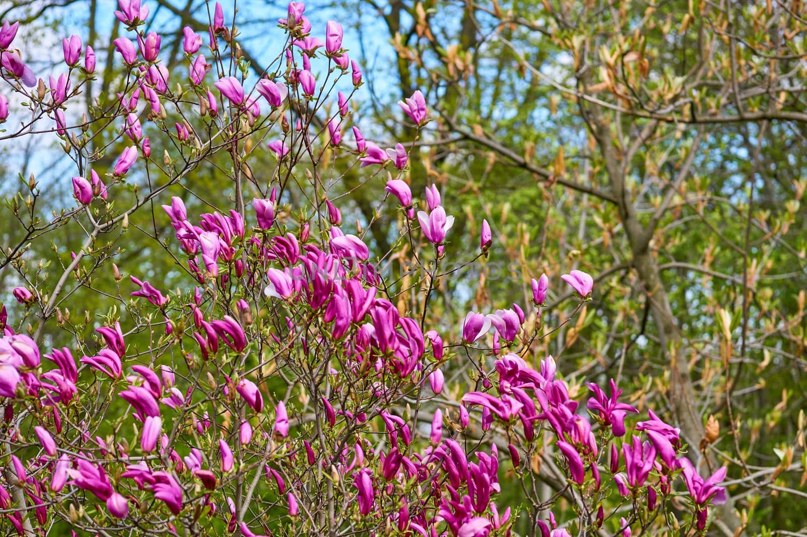 a tree or shrub with large, typically creamy-pink, waxy flowers. Magnolias are widely grown as ornamental trees.