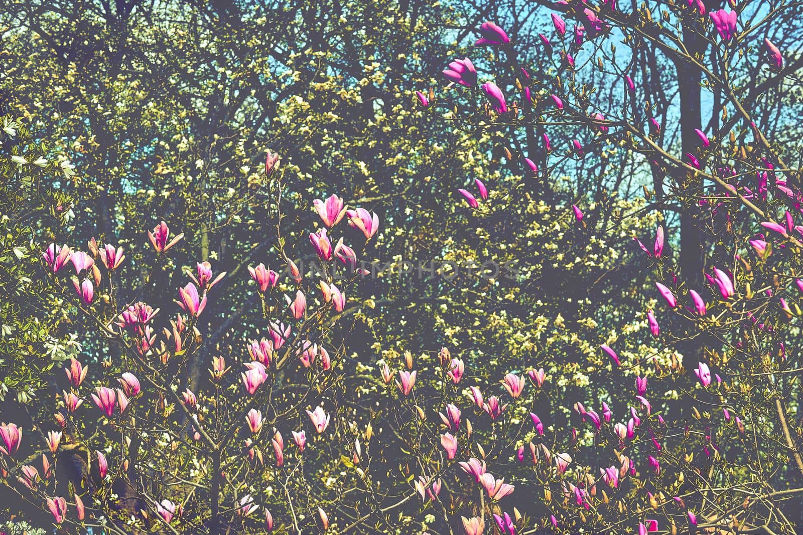 a tree or shrub with large, typically creamy-pink, waxy flowers. Magnolias are widely grown as ornamental trees.